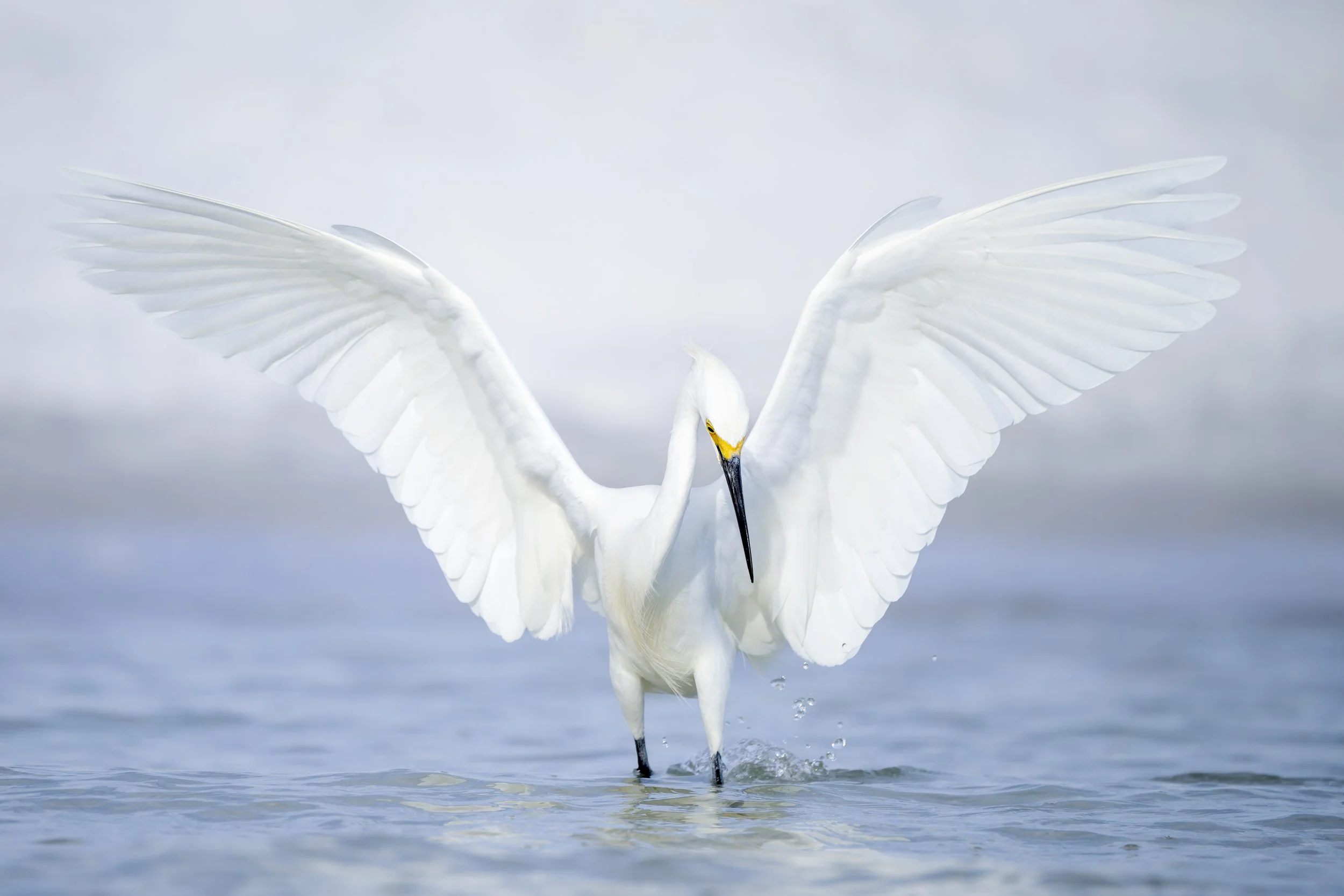 Snowy Egret. Fort De Soto Park, Florida