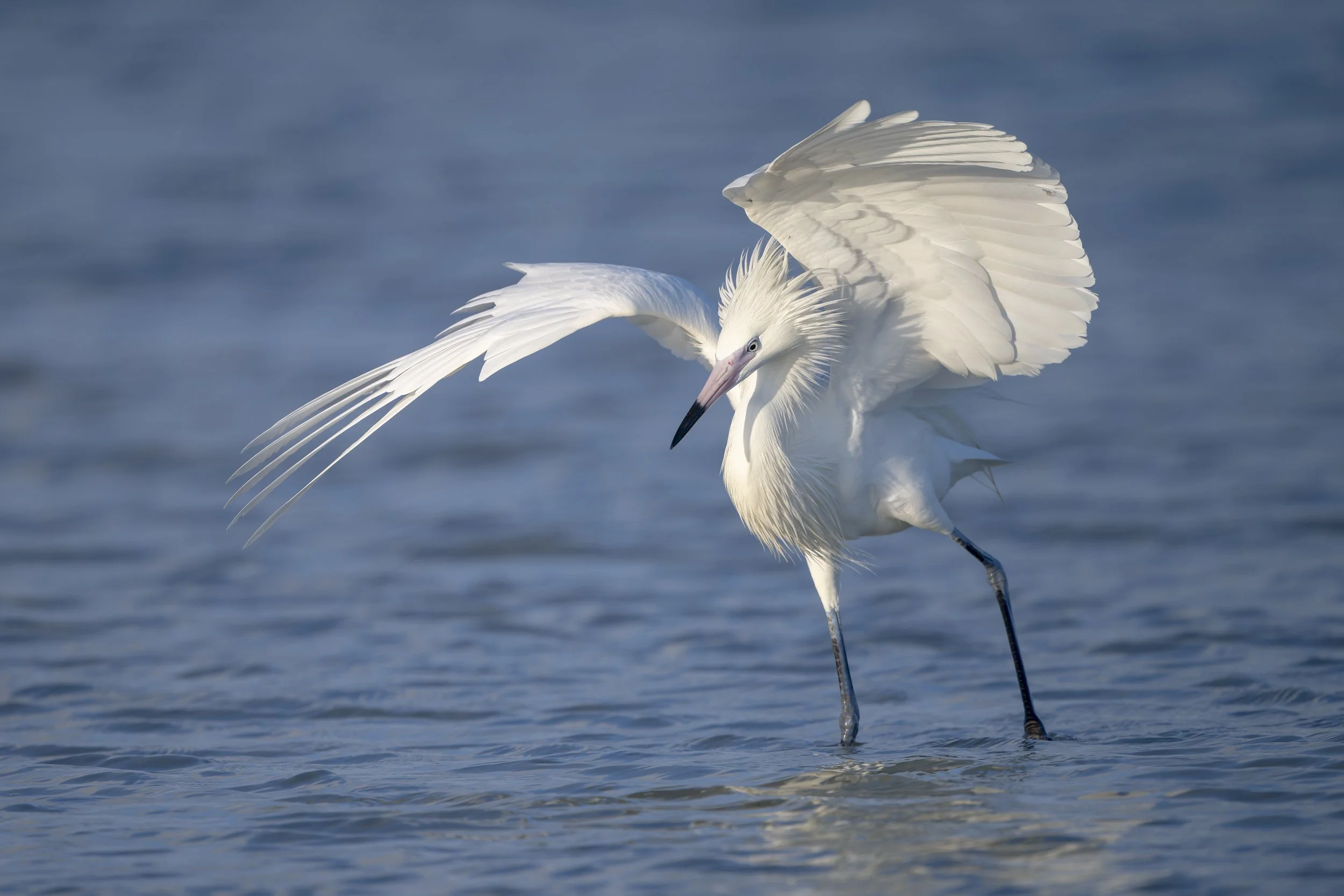 Spring Migration Almost Here: Fort De Soto Trip Report, 14 Mar 2026