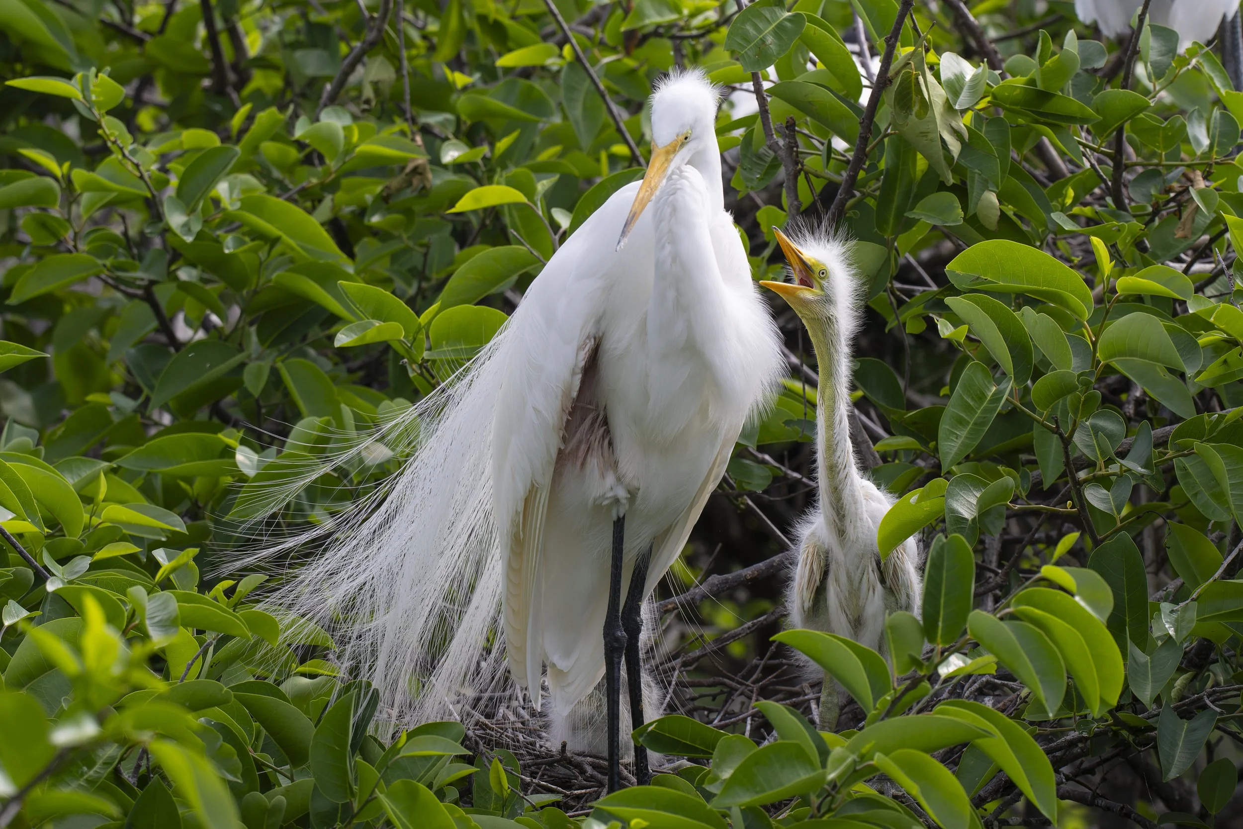 Wakodahatchee Wetlands: Two Visits, Two Very Different Experiences