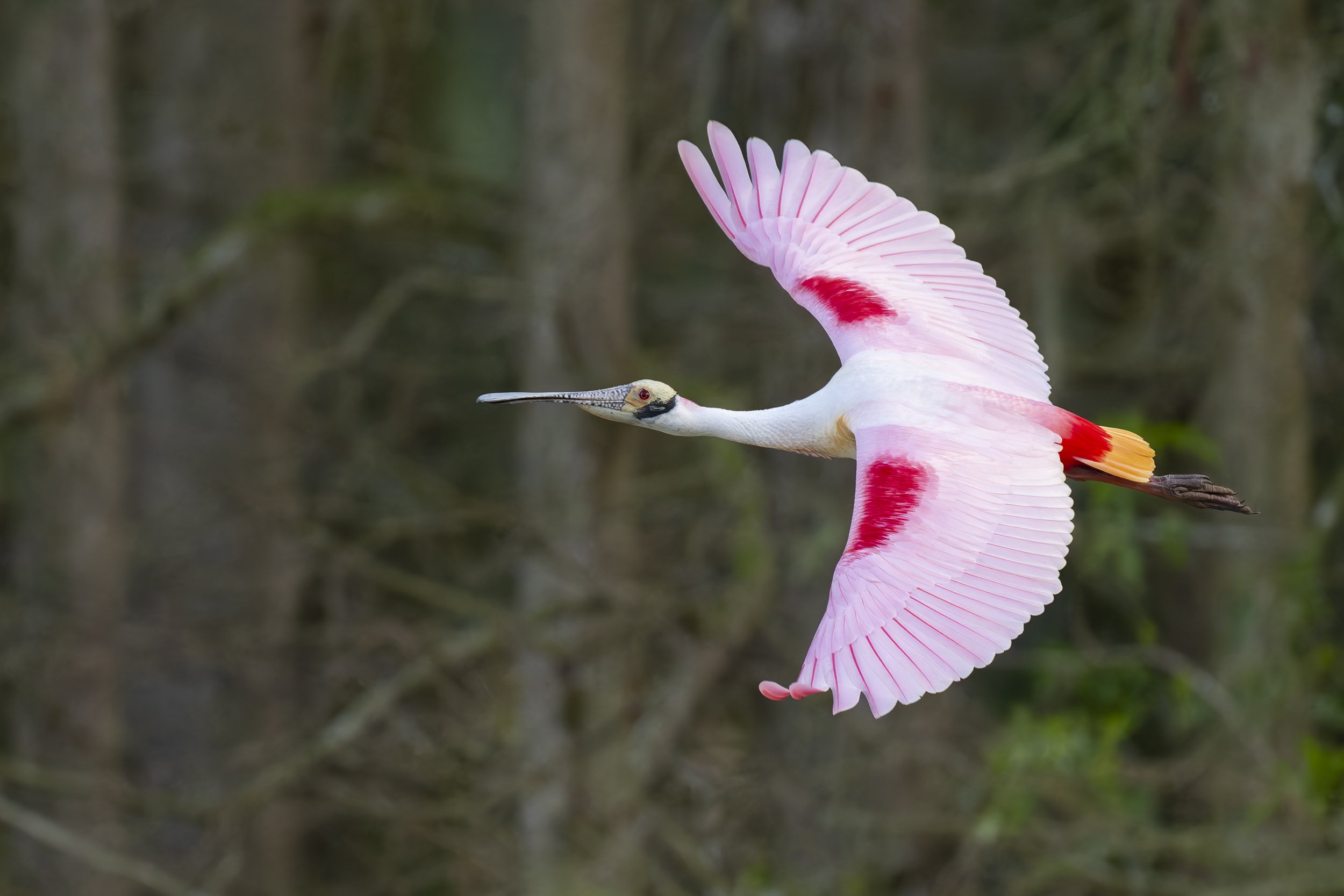 Roseate Spoonbill. Orlando Wetlands, Florida