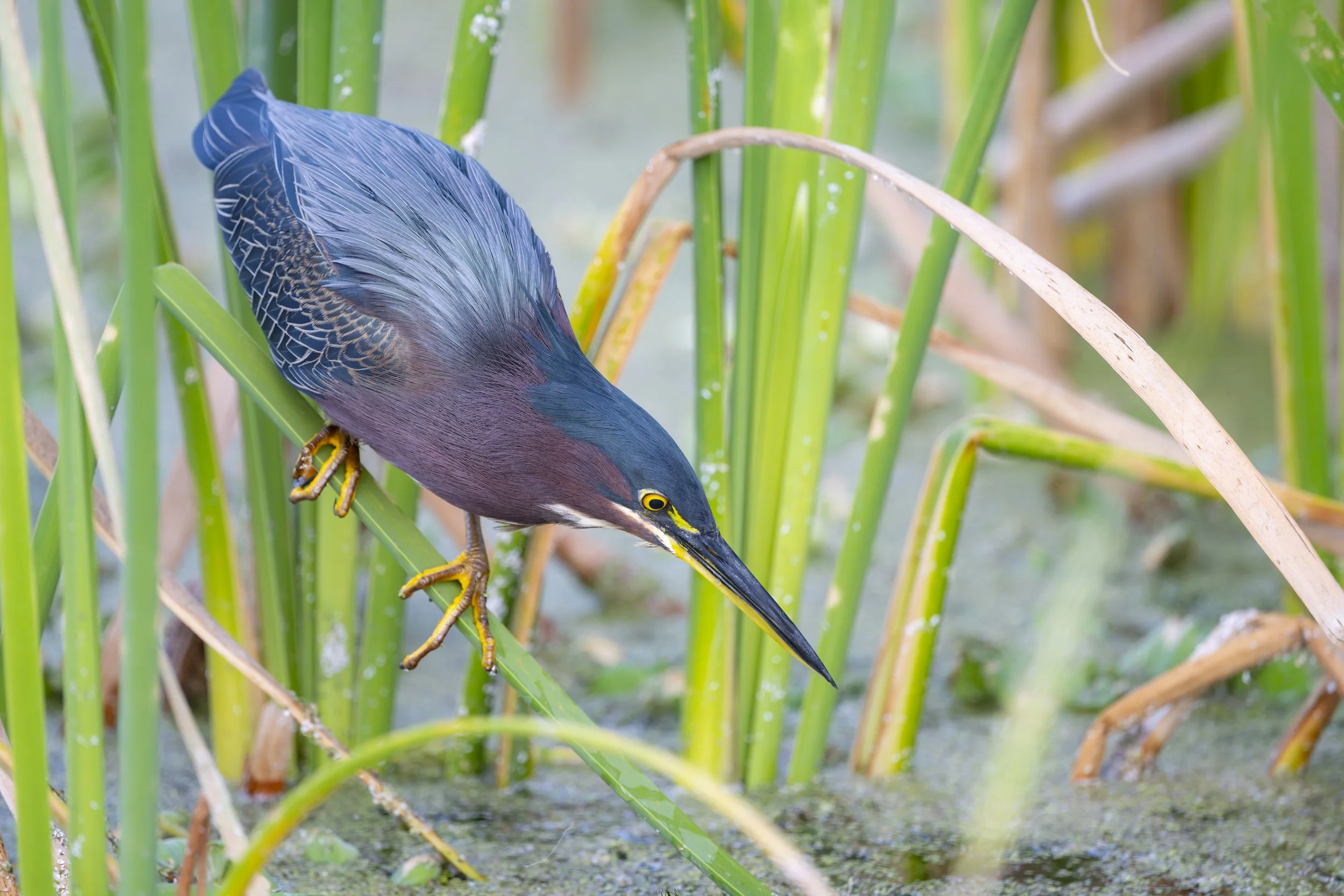Green Heron. Orlando Wetlands, Florida