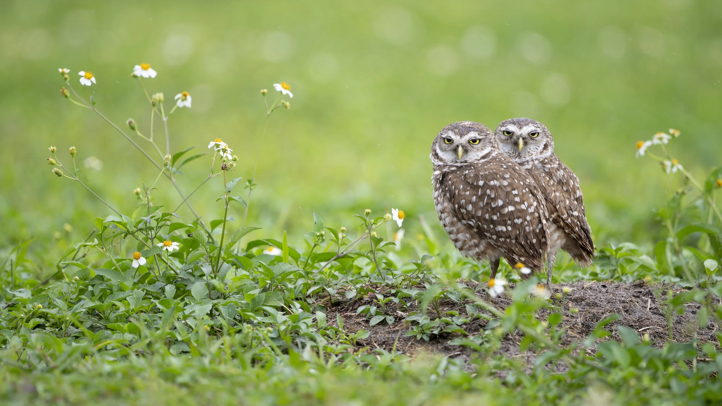 Visiting Green Cay and Finding Burrowing Owls at Markham Park
