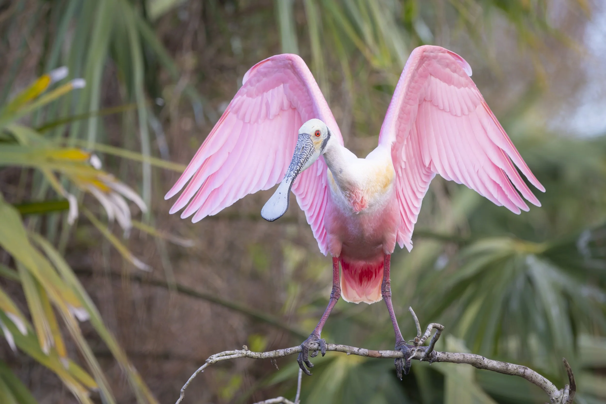 Orlando Wetlands Trip Report, 17-18 Jan 2026