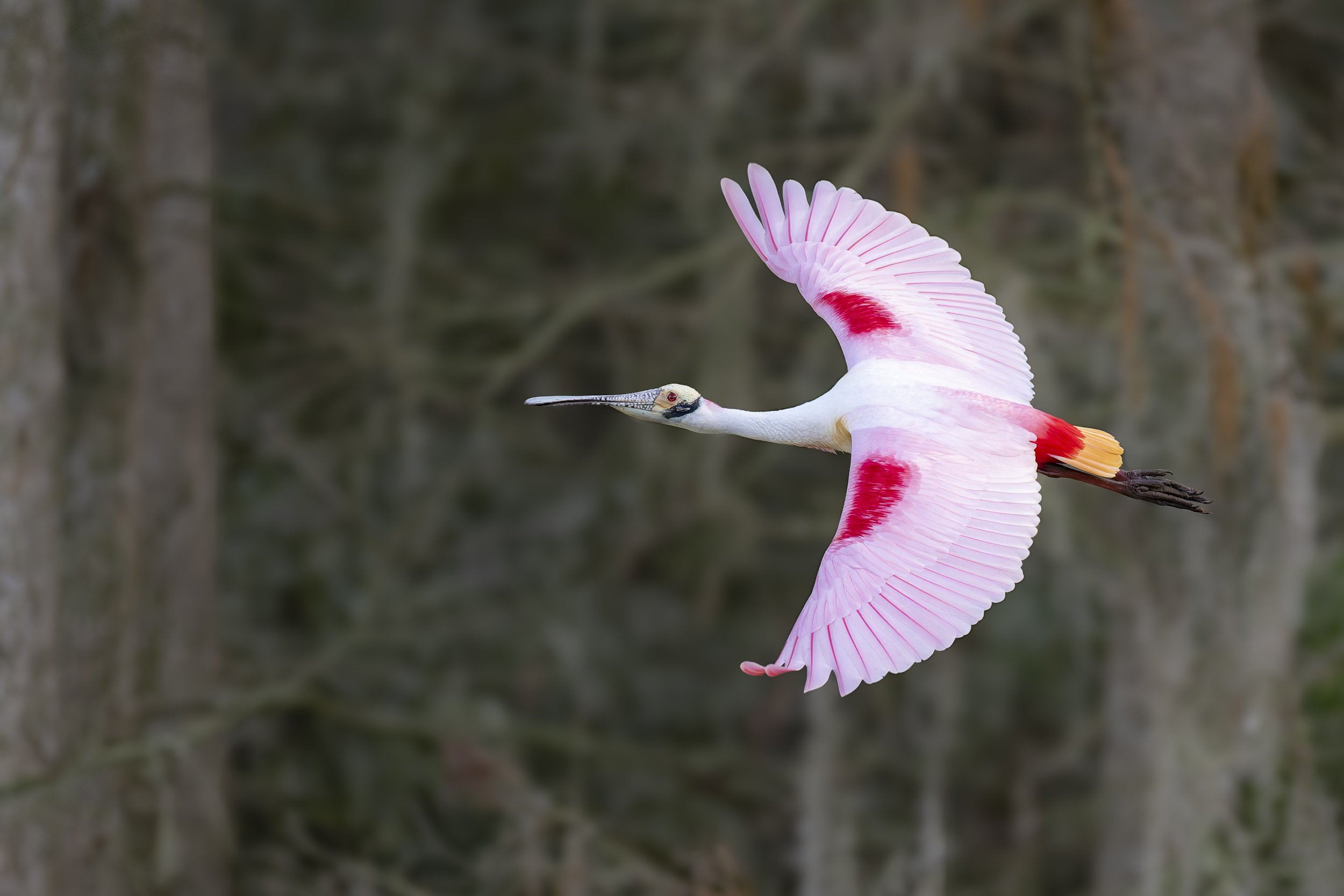 Roseate Spoonbill. Orlando Wetlands, Florida