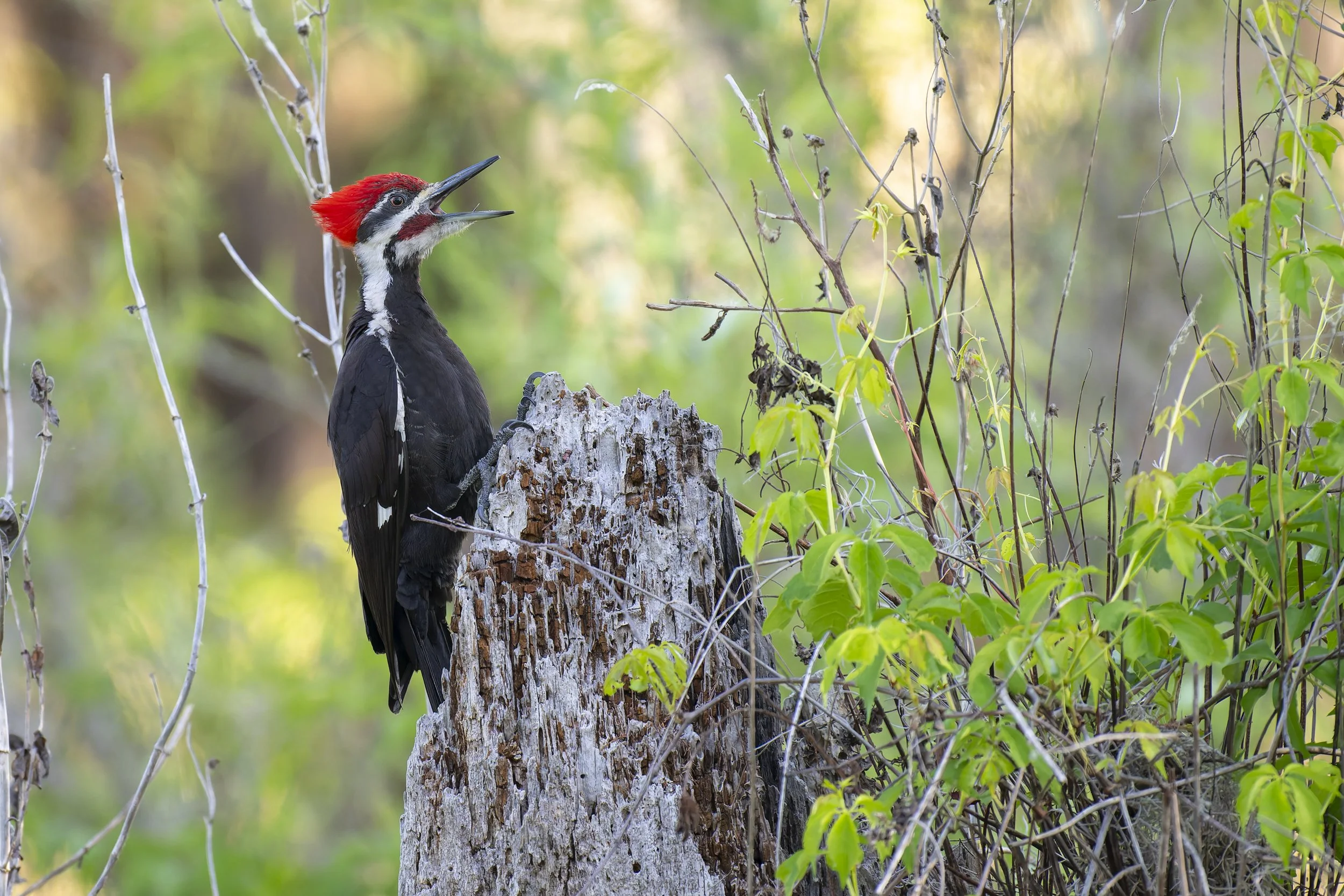 The B Delivers Again