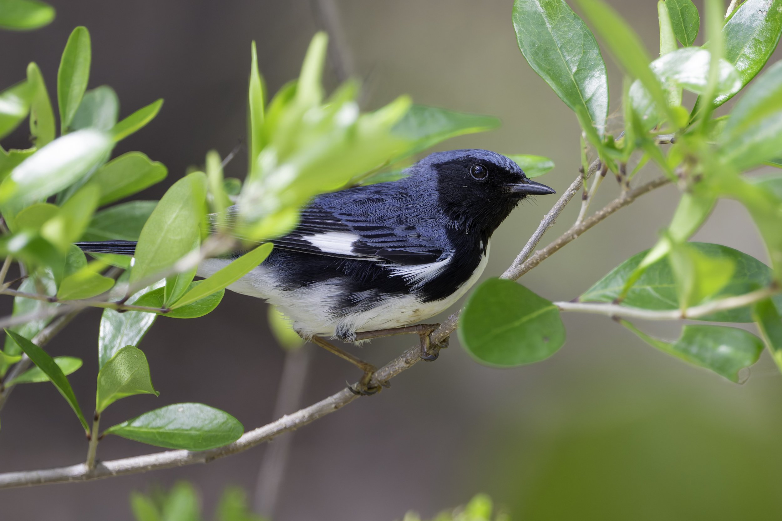 Fort De Soto Keeps Delivering During Spring Migration