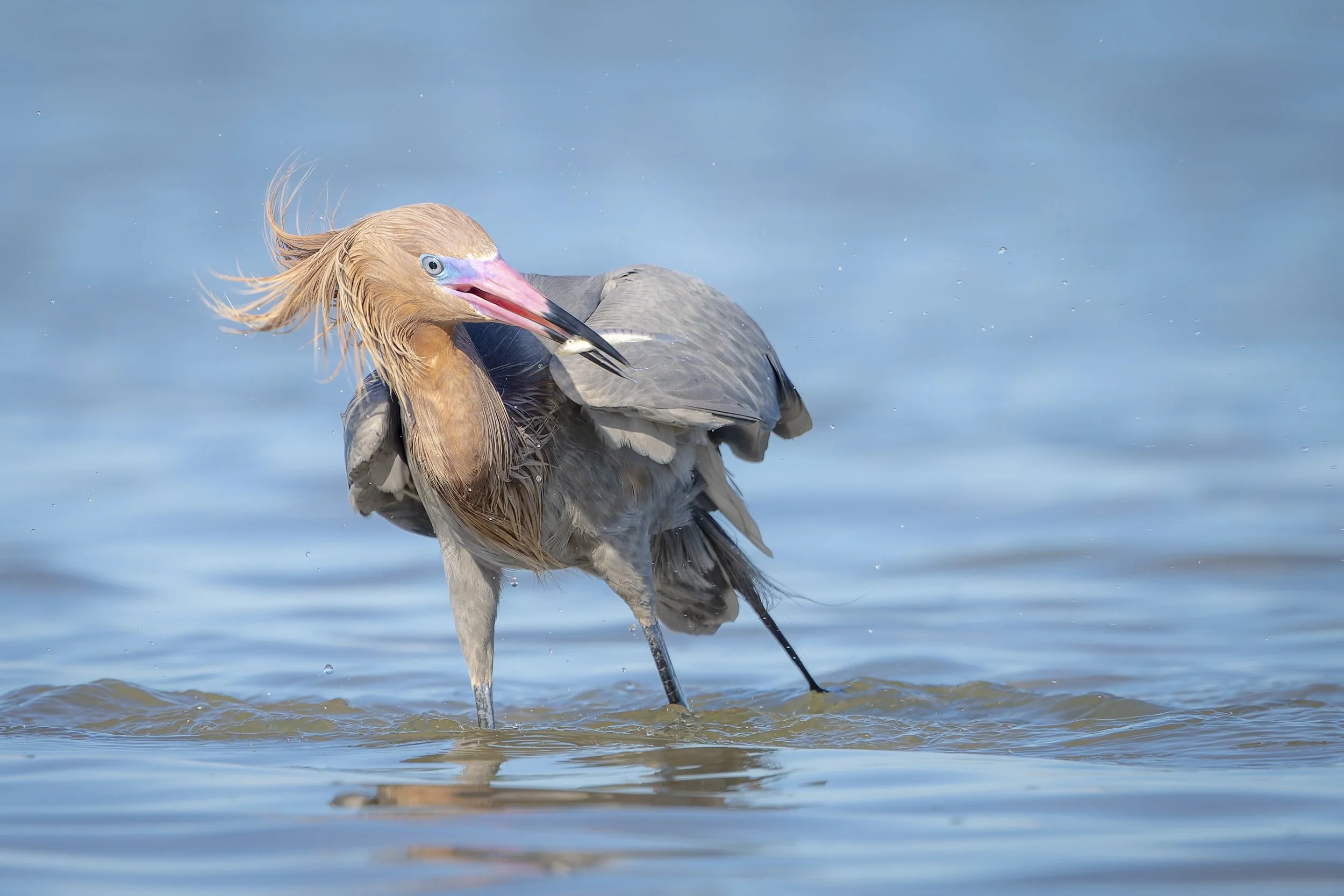 Reddish Egret in Breeding Plumage