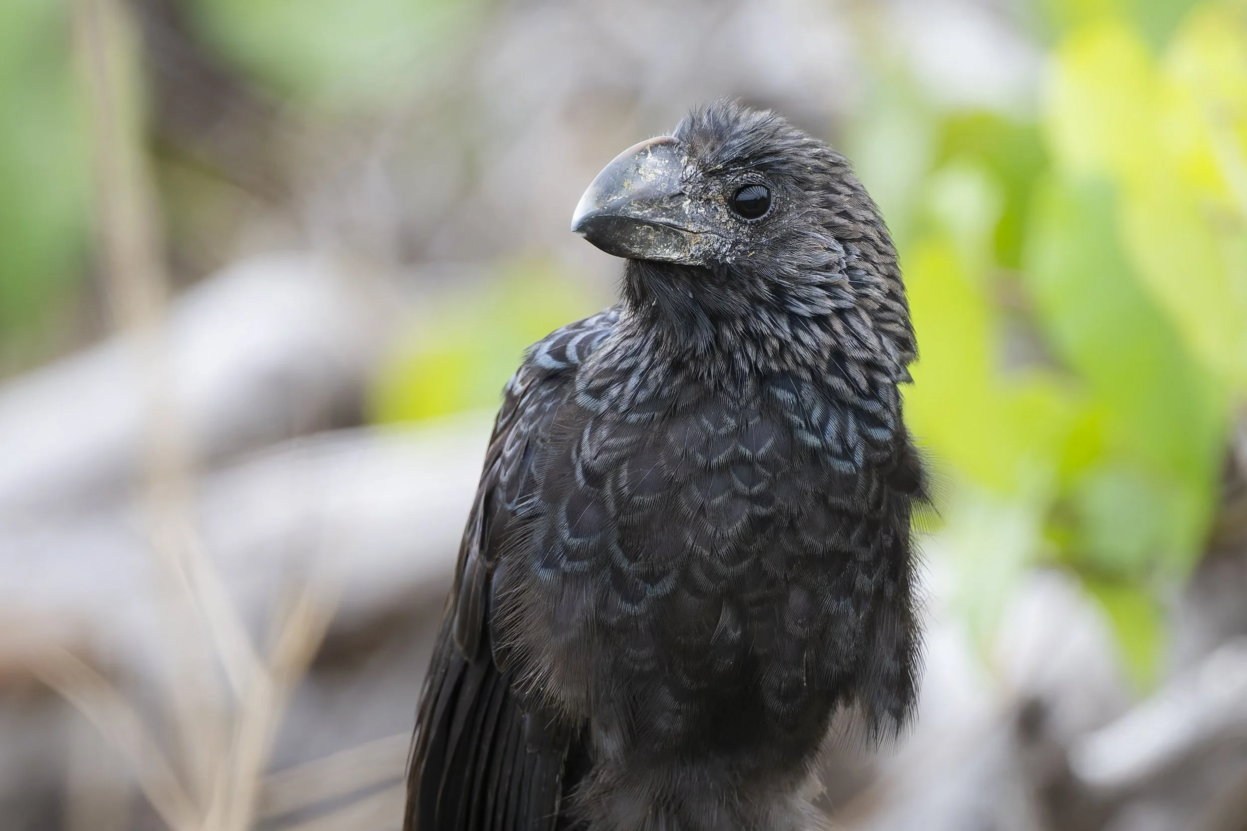 Rare Tropical Blackbirds at Fort De Soto Park