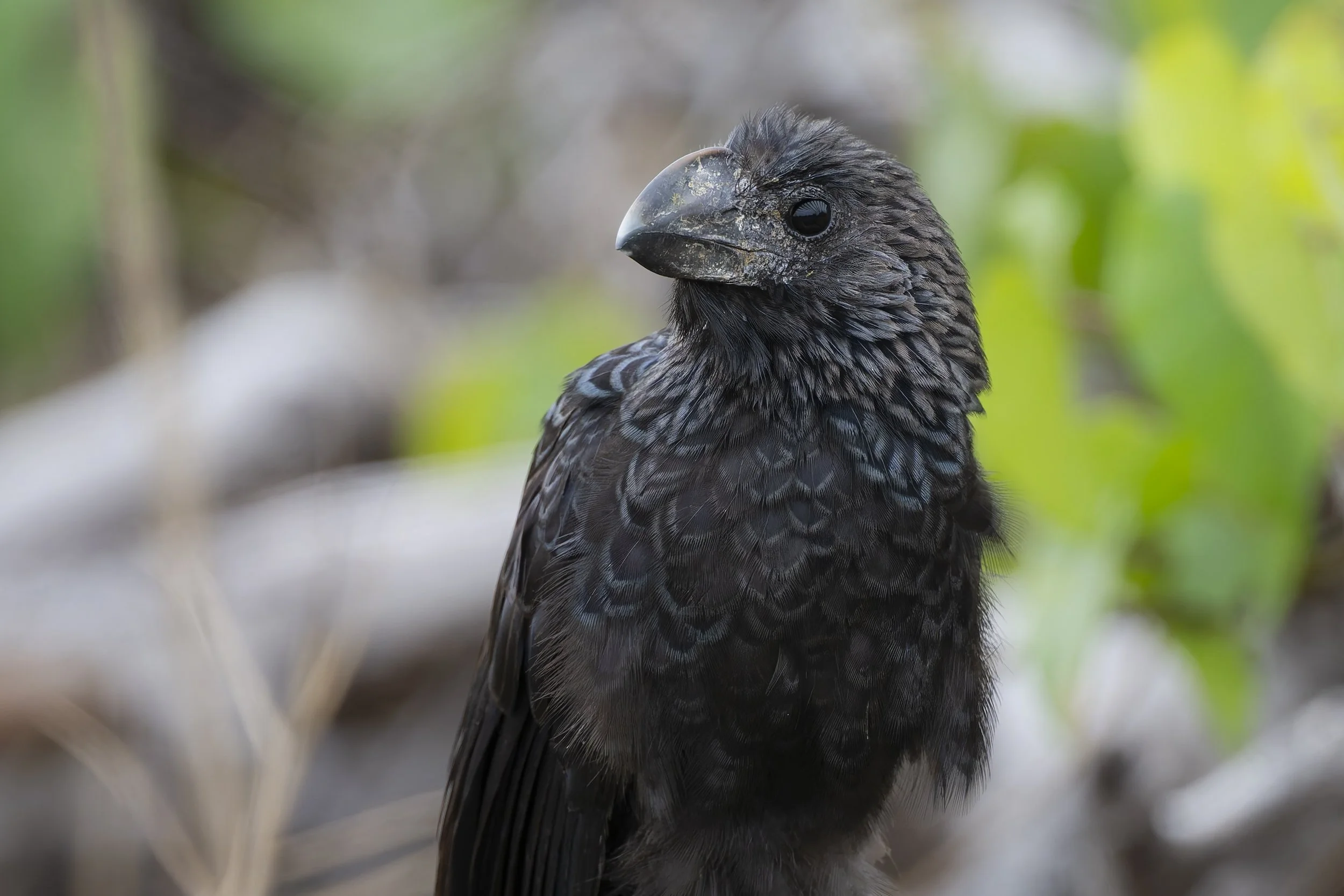 Rare Tropical Blackbirds at Fort De Soto Park