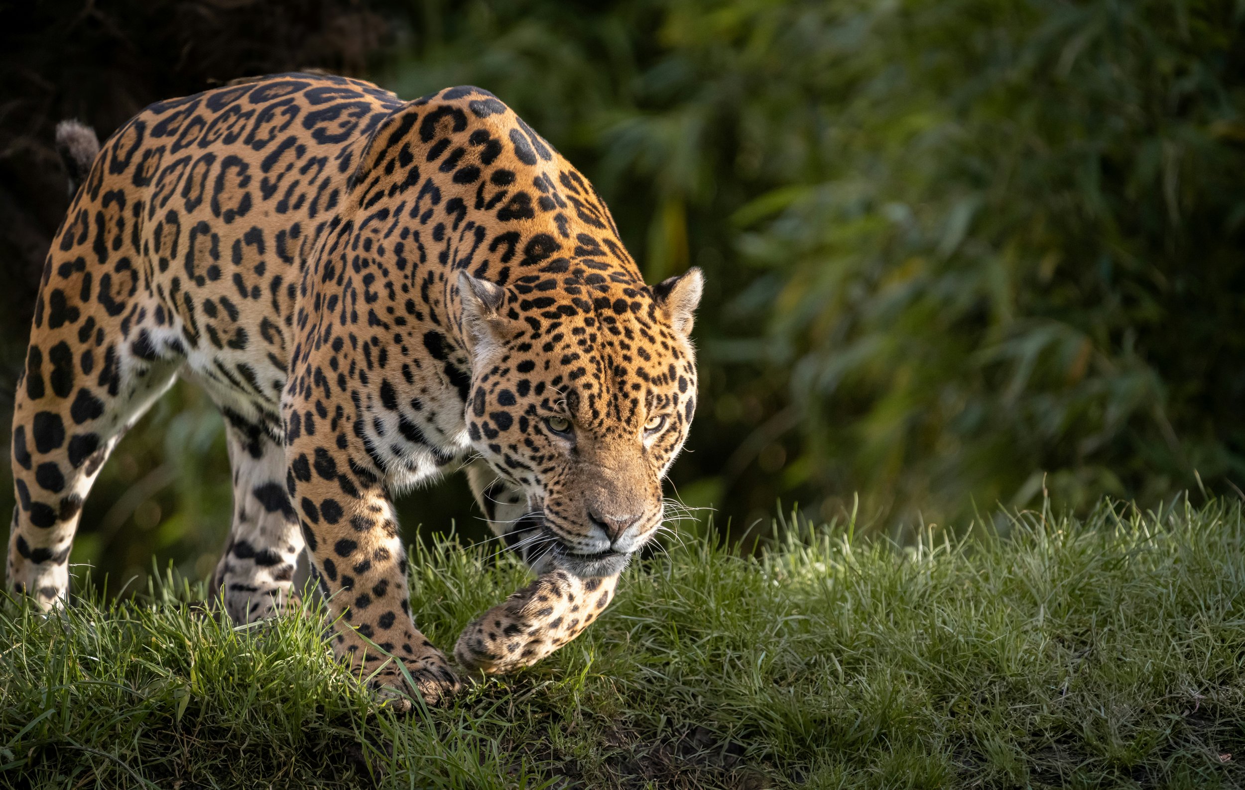 20241002-DSC00356-2(1) (2).jpg