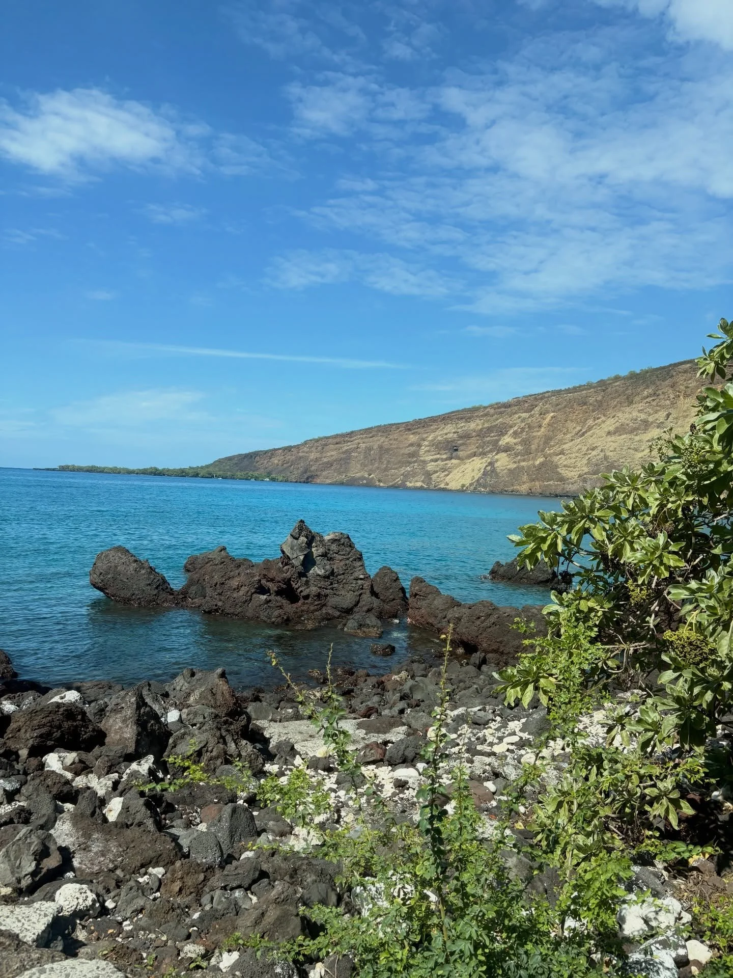 i hope vladimir enjoyed his free burgers and fries🌺