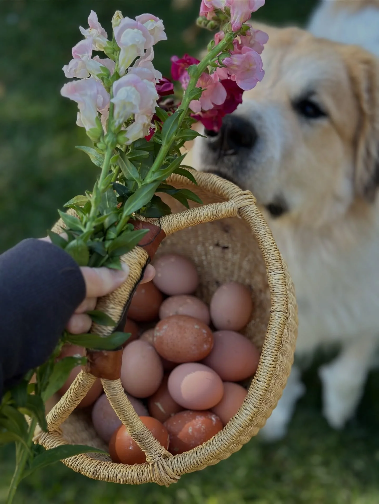 A few fall flowers, fresh eggs and Fergus.

Farm dog, Great Pyrenees, backyard garden, homestead, potager
