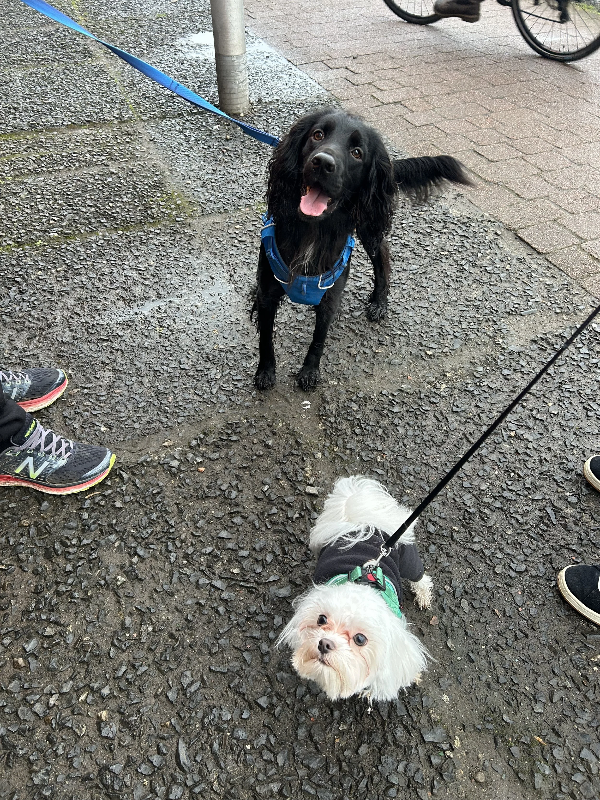 Mr Walter and Angus in Glasgow. Walter was on a break from running his dog grooming cabin in Wirral