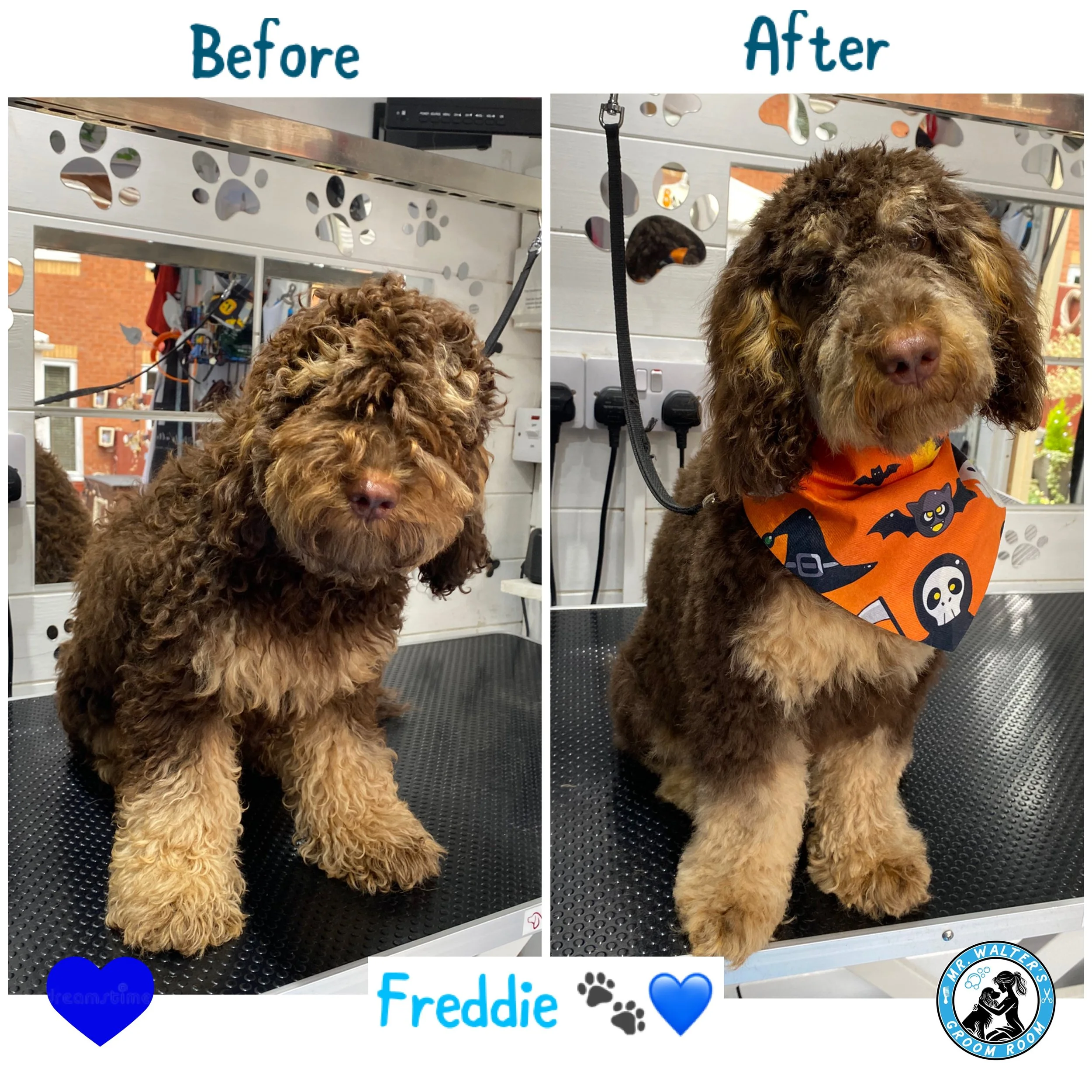 Lovely Freddie had his first ever haircut at Mr Walter's Groom Room and was a very good boy throughout!