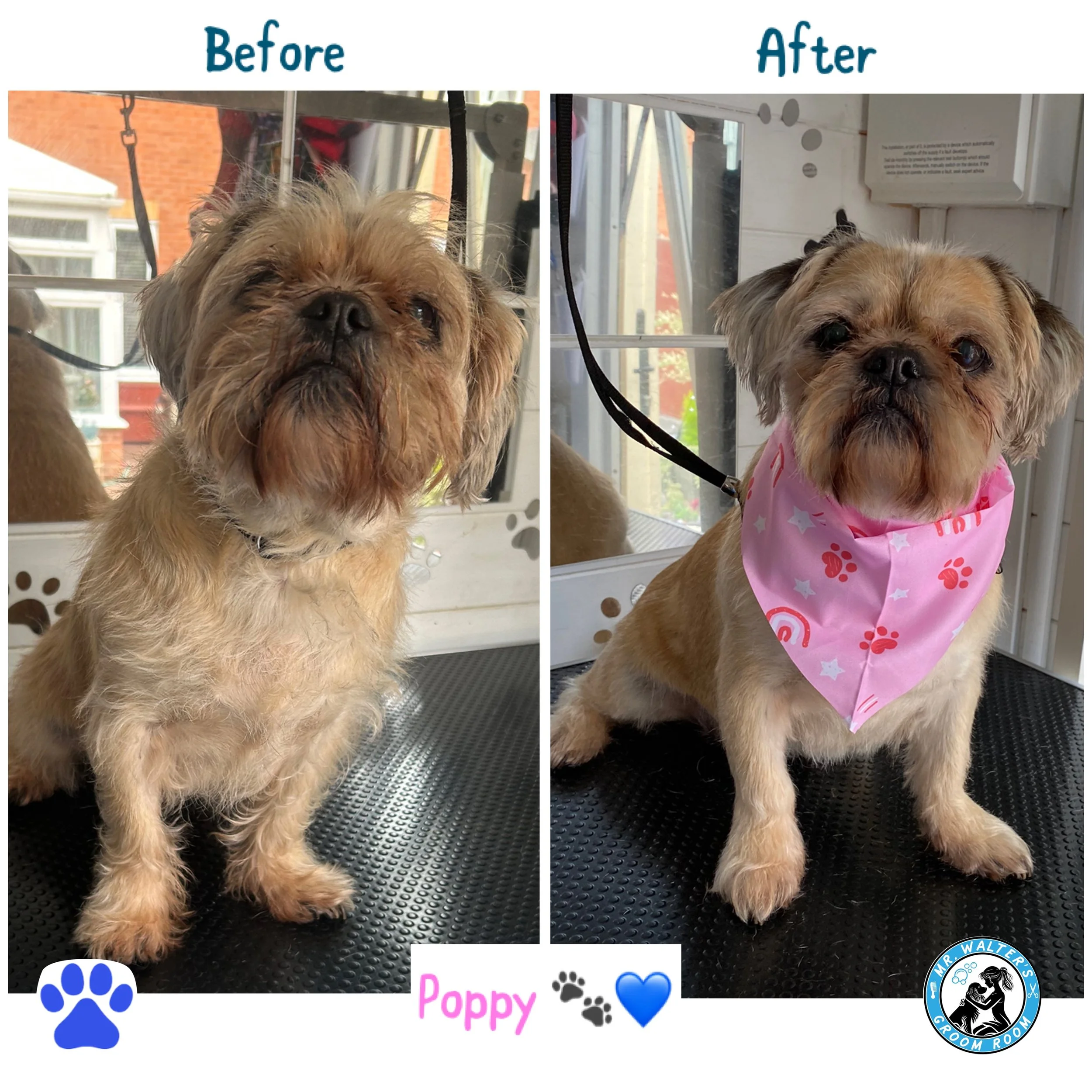 Precious Poppy is a gorgeous, little girl and she really enjoys the calm, relaxing environment of Mr Walter's Groom Room.