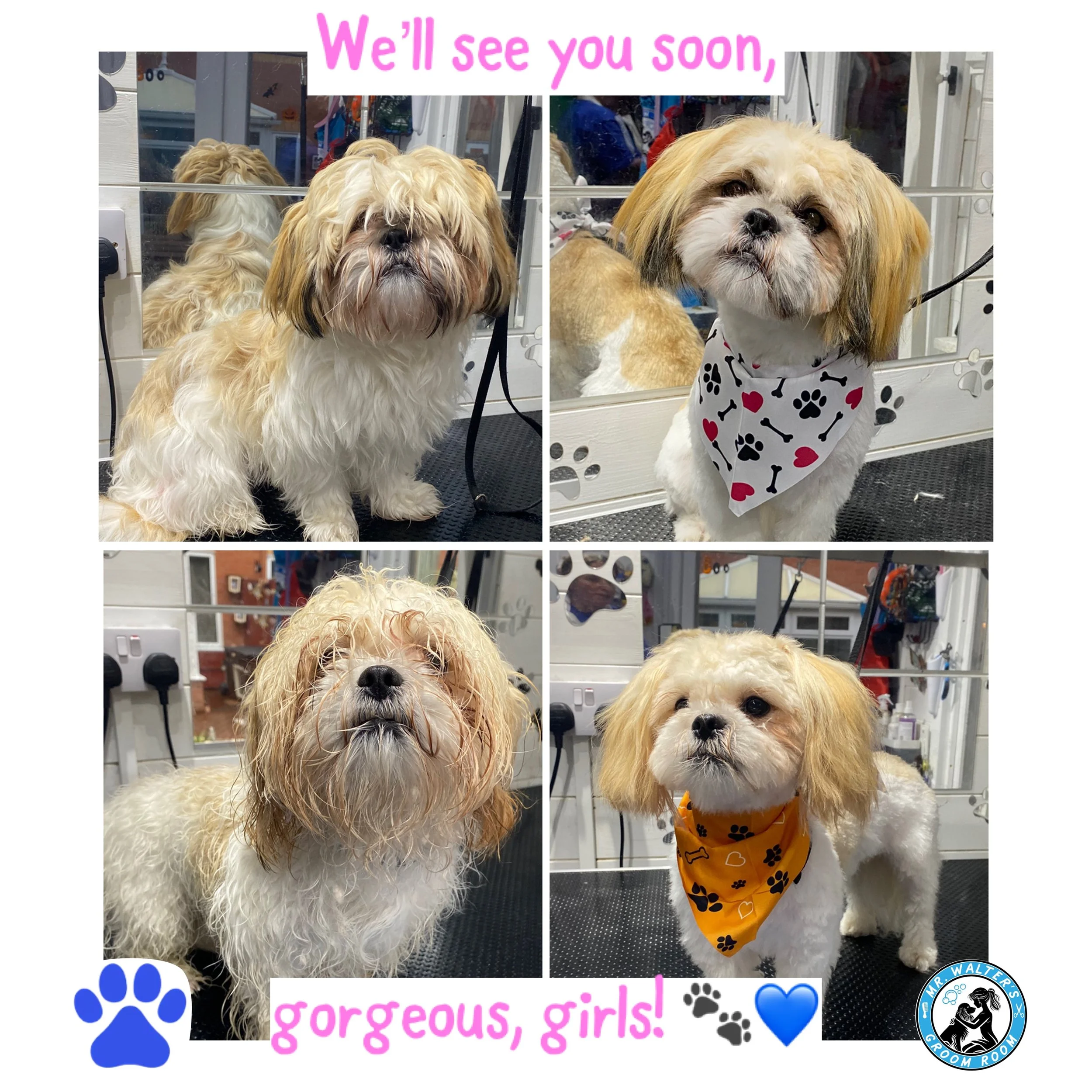 Gorgeous Sisters Ruby and Millie are always just a delight to pamper during their full groom sessions!