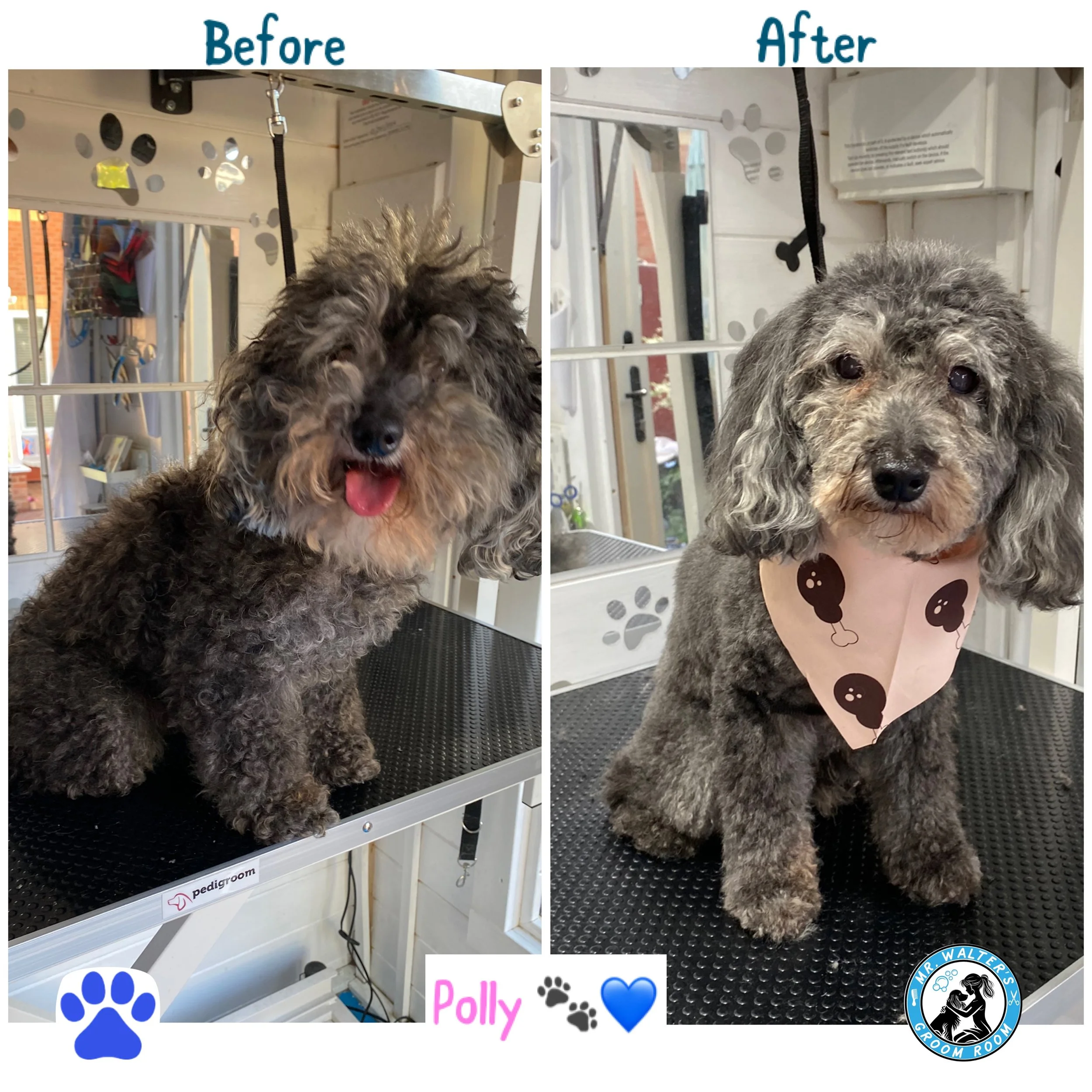Gorgeous Polly looked amazing after her full groom. She sat beautifully and the transformation was just incredible! 