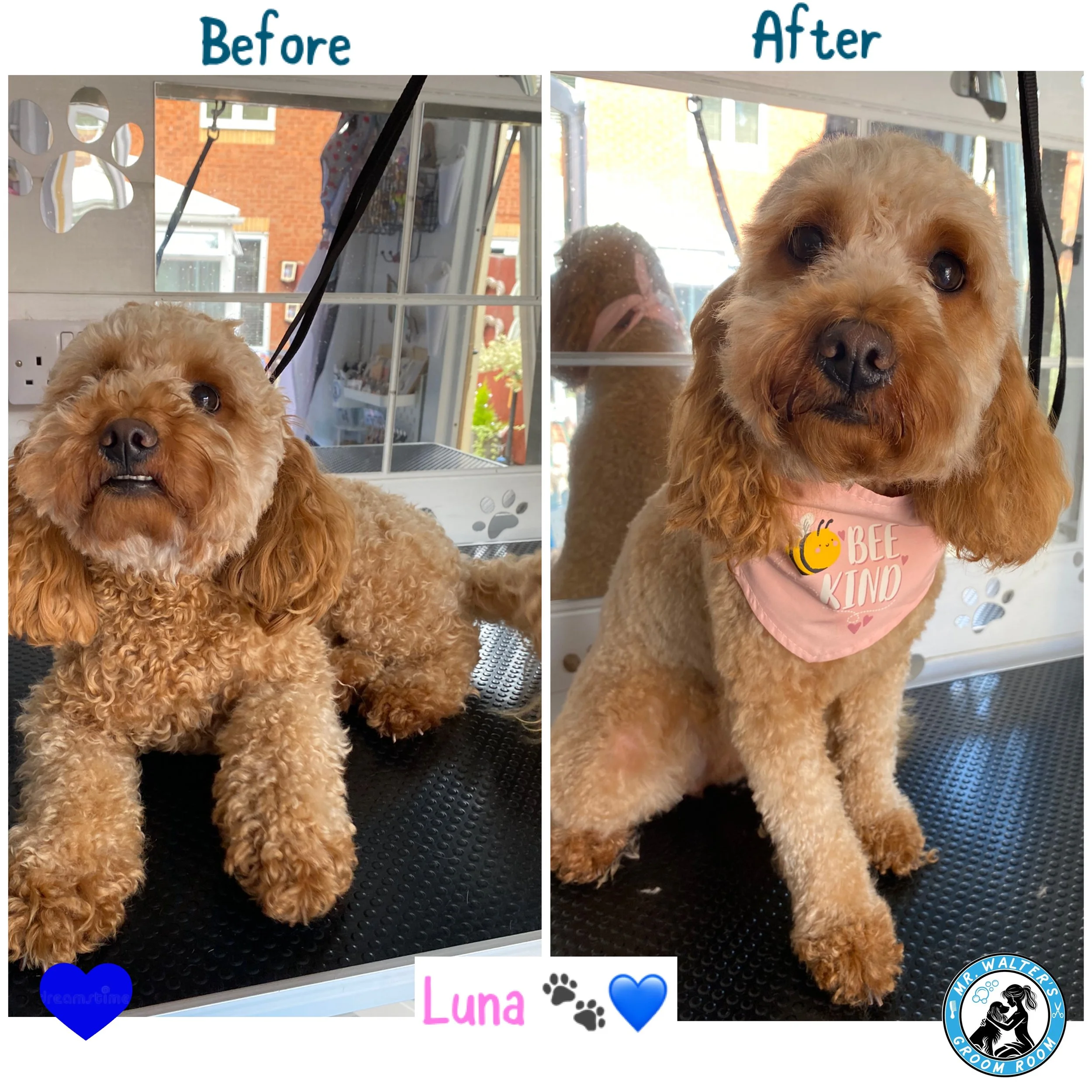 Lovely Luna is another one of our regulars and it is very easy to see whey she is adored by her family!