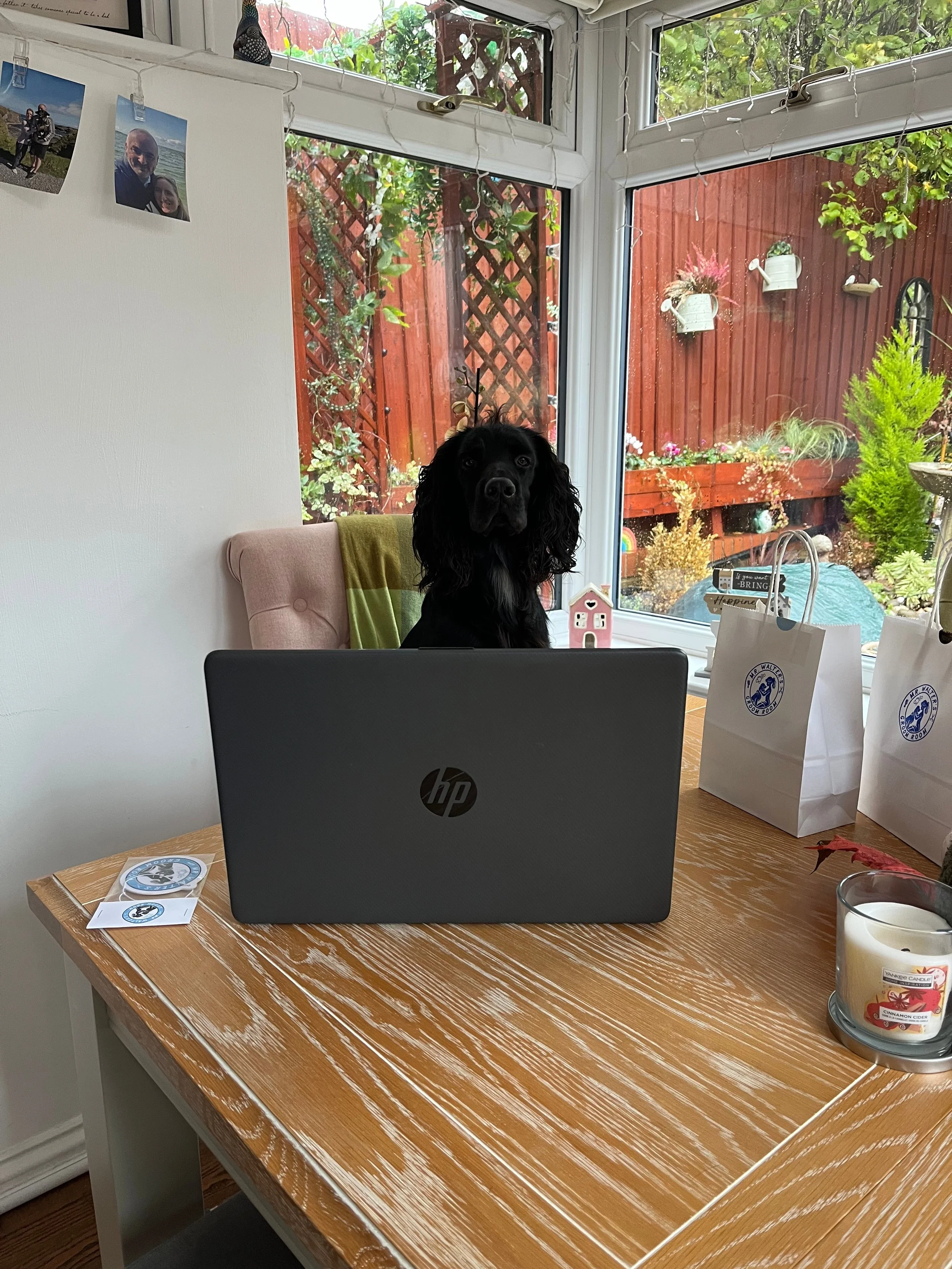 Mr Walter likes to keep everyone updated on what is happening in his 1:1 dog grooming cabin in Wirral.