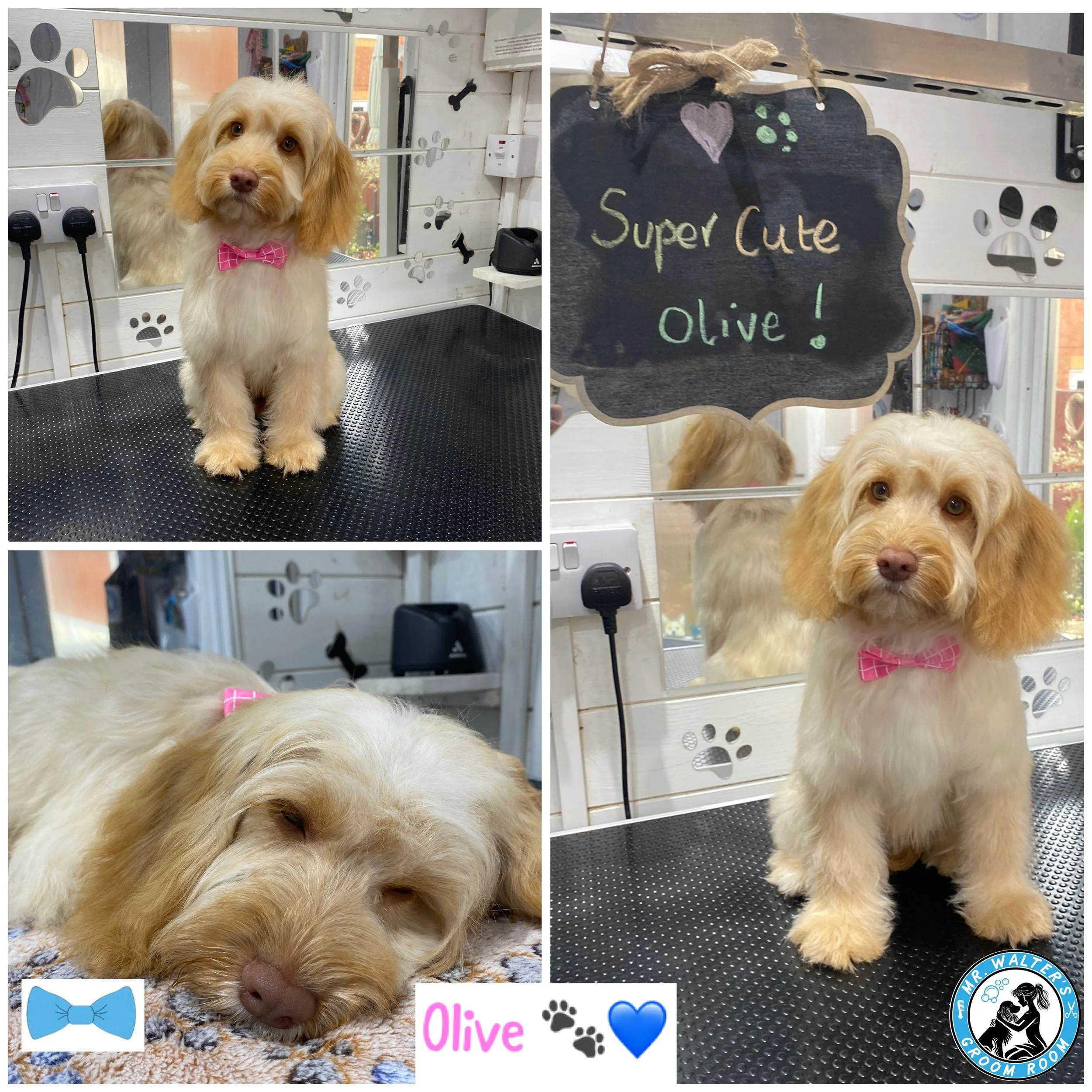 Beautiful Olive is a gorgeous, little girl and she is one of our regulars at our 1:1 dog grooming cabin. She just takes everything in her stride and it's a privilege to be able to spend time pampering her.