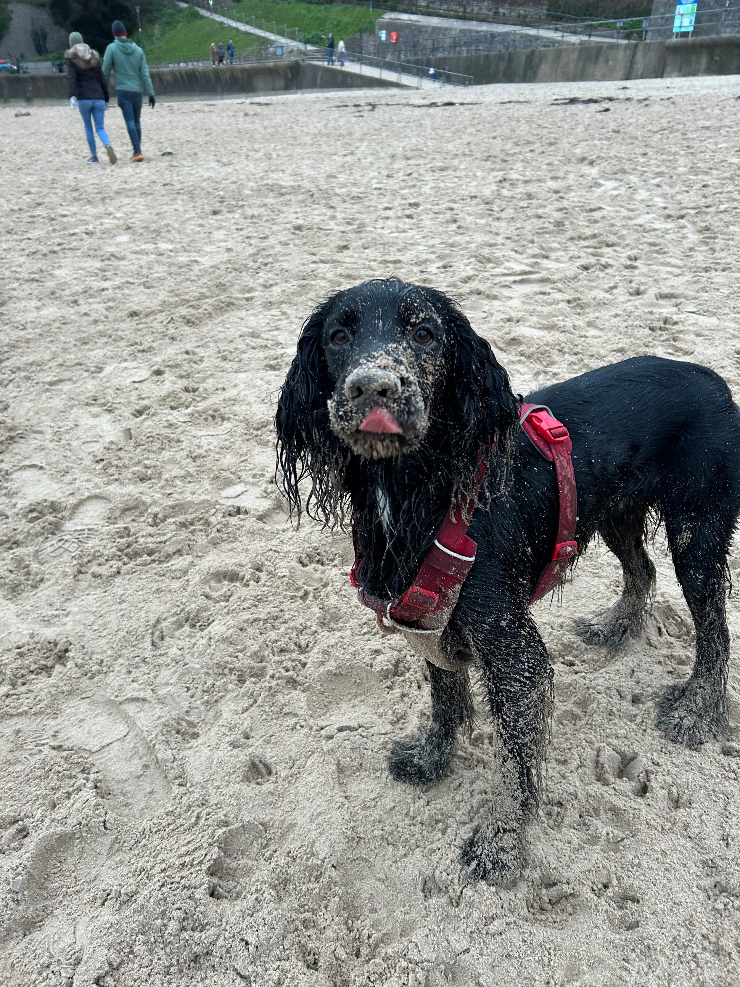 Bath and Mini Groom at Mr Walter's Groom Room, dog grooming in a calm, quiet space, Wirral.