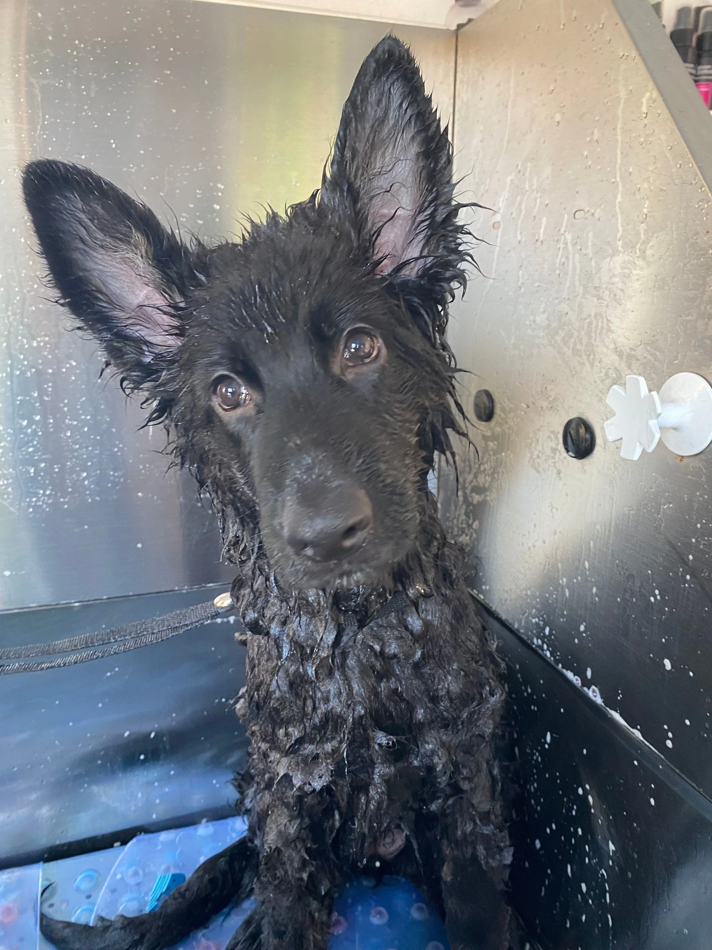 Peggy after her Wash and Go at Mr Walter's Groom Room, 1:1 dog groomers in Wirral