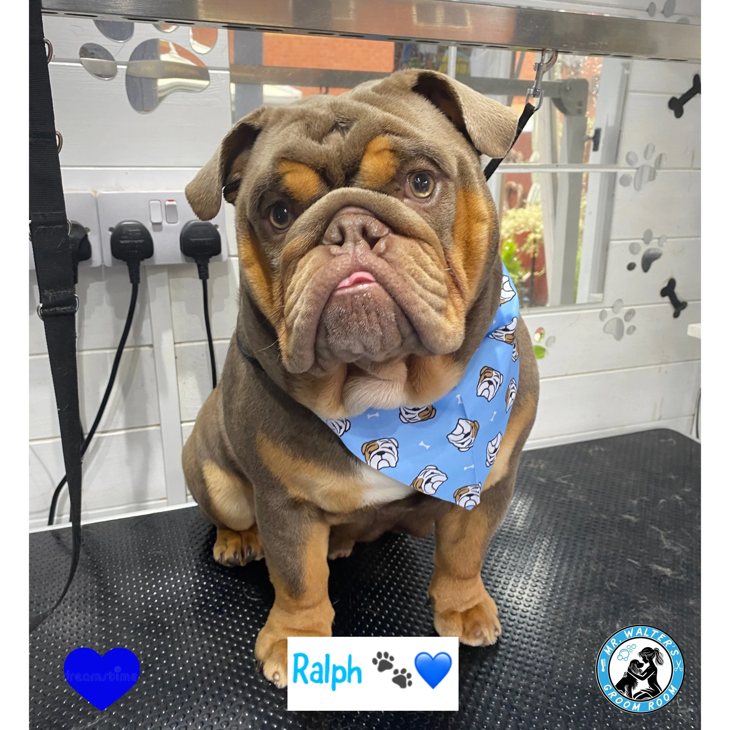 Ralph really enjoyed his Wash and Go at Mr Walter's Groom Room, 1:1 dog groomers in Wirral