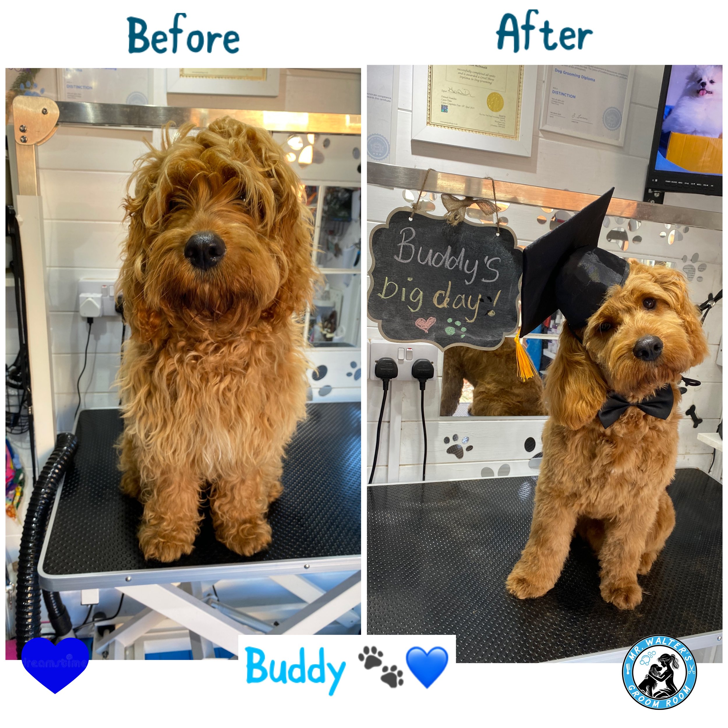 Buddy the puppy, after his Puppy Pamper session at Mr Walter's Groom Room, dog groomers in Wirral.