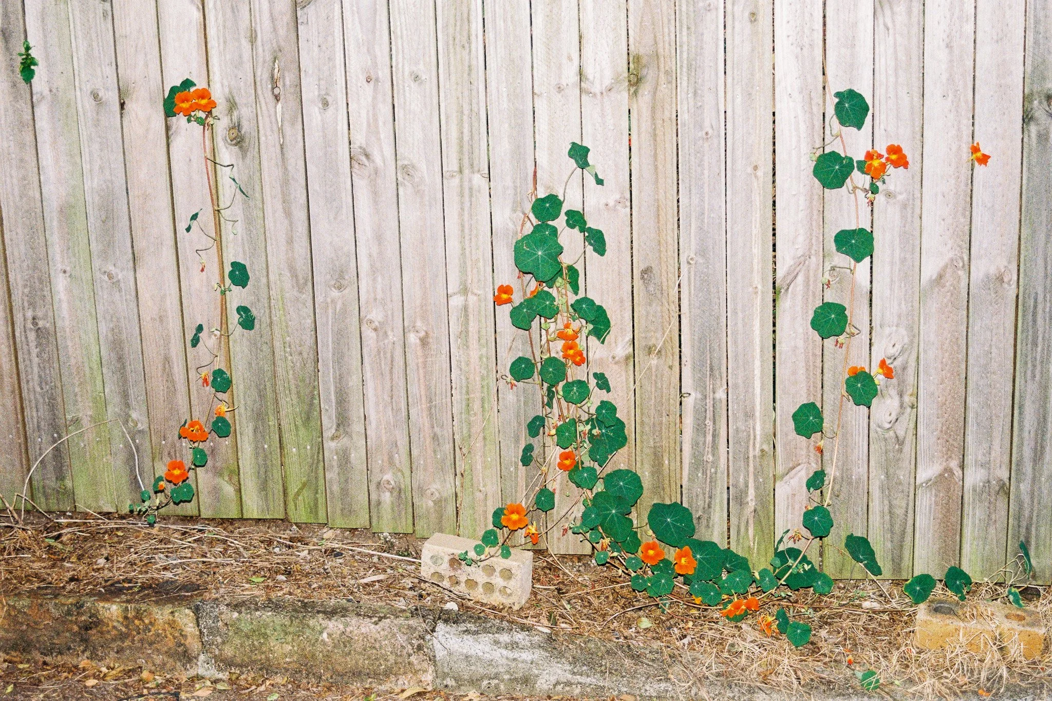 A photo by Selina Vicenzino of plants growing up wooden boards.