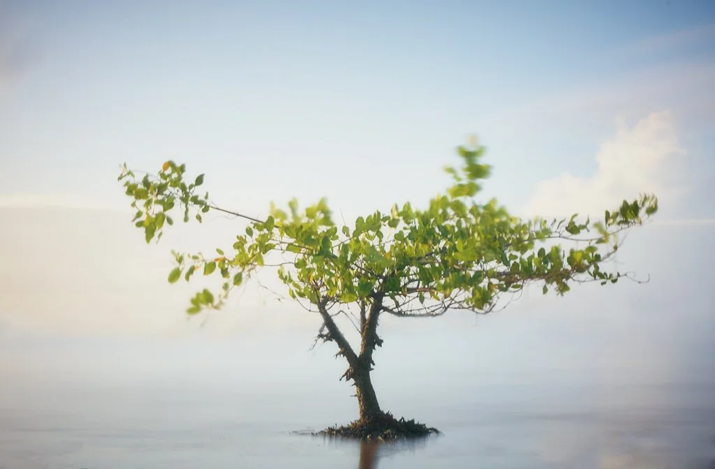 20191222_1DII_floating-tree.jpg