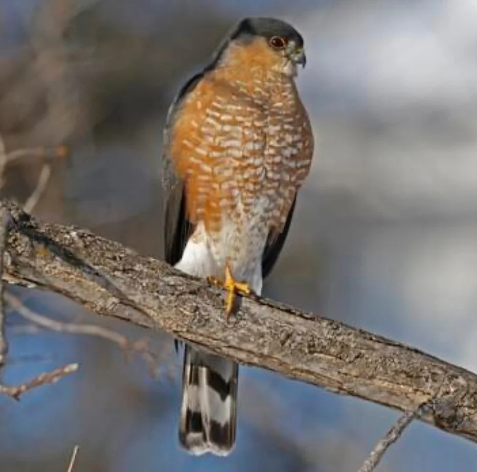 🦅 CREATURE FEATURE: The Sharp-shinned Hawk - Backyard’s Stealth Hunter!
These compact raptors are streaming through right now on their fall migration, turning backyards into hunting grounds! Sharp-shinned Hawks are the smallest North American