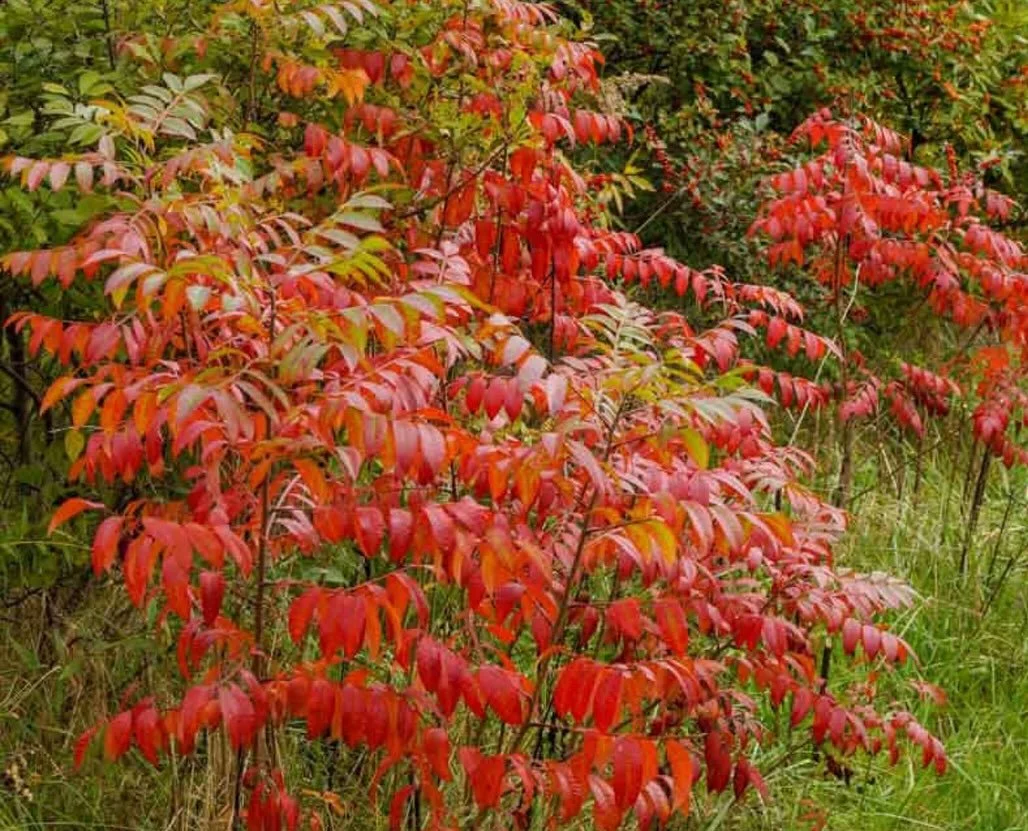 🍂 FLORA FRIDAY: Sumac - Fall’s Crimson Crown!
Right now across our landscapes, sumac is putting on one of autumn’s most spectacular shows! These native shrubs are blazing crimson and orange, creating natural fireworks that can be seen fr