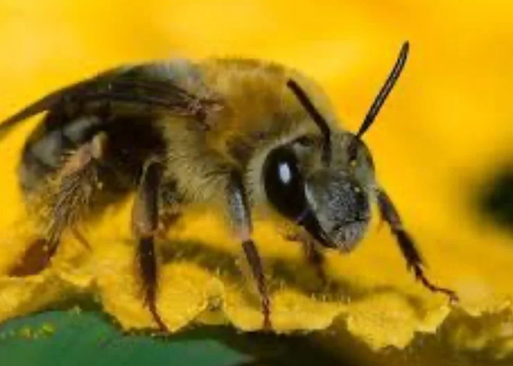 🐝 CREATURE FEATURE: The Squash Bee - Zucchini’s Perfect Partner!
While @40centurygrain celebrates zucchini bread season, let’s spotlight the unsung heroes that make those tender zucchini possible! Squash bees are specialist pollinators t