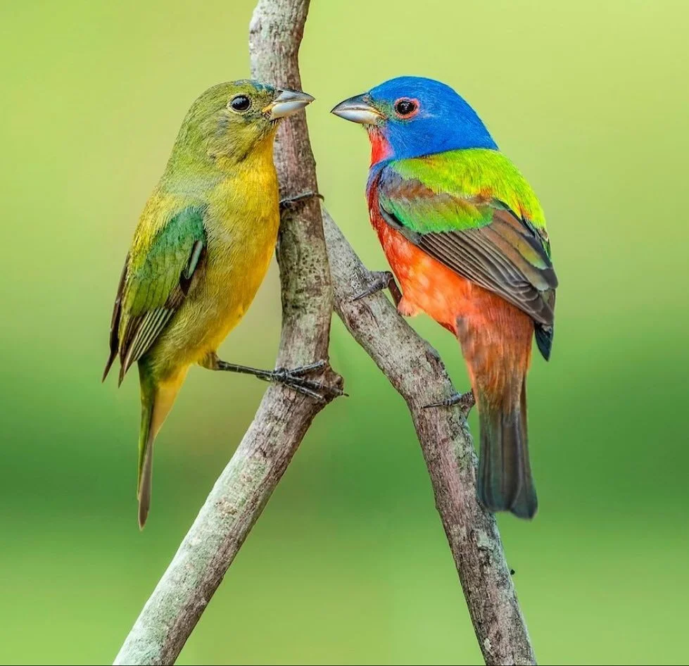 The Painted Bunting - Climate Change’s Colorful Canary!
During Climate Week, meet one of our most beautiful climate indicators! Male Painted Buntings sport brilliant red, blue, and green plumage, but these “most beautiful birds in North A