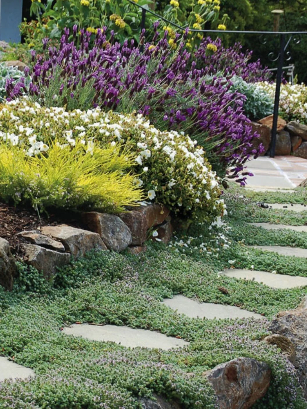 🌿 FLORA FRIDAY: Creeping Thyme - The Perennial Carpet!
This hardy groundcover forms dense, fragrant mats that work overtime in both gardens and agricultural settings, blooming continuously from late spring through fall with tiny purple flowers.
Why