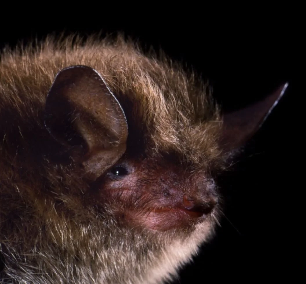 🦇 CREATURE FEATURE: The Little Brown Bat - October’s Night Guardian!
As October begins, these tiny insect hunters are preparing for hibernation while still patrolling autumn skies! Little brown bats can consume up to 1,200 mosquitoes per hour,
