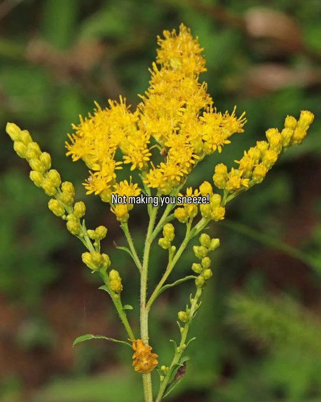 🌼 FLORA FRIDAY: Goldenrod - Fall’s Misunderstood Hero!
October’s golden waves of goldenrod are blooming across fields and roadsides, and no, they’re NOT making you sneeze! This native perennial gets unfairly blamed for fall allergi