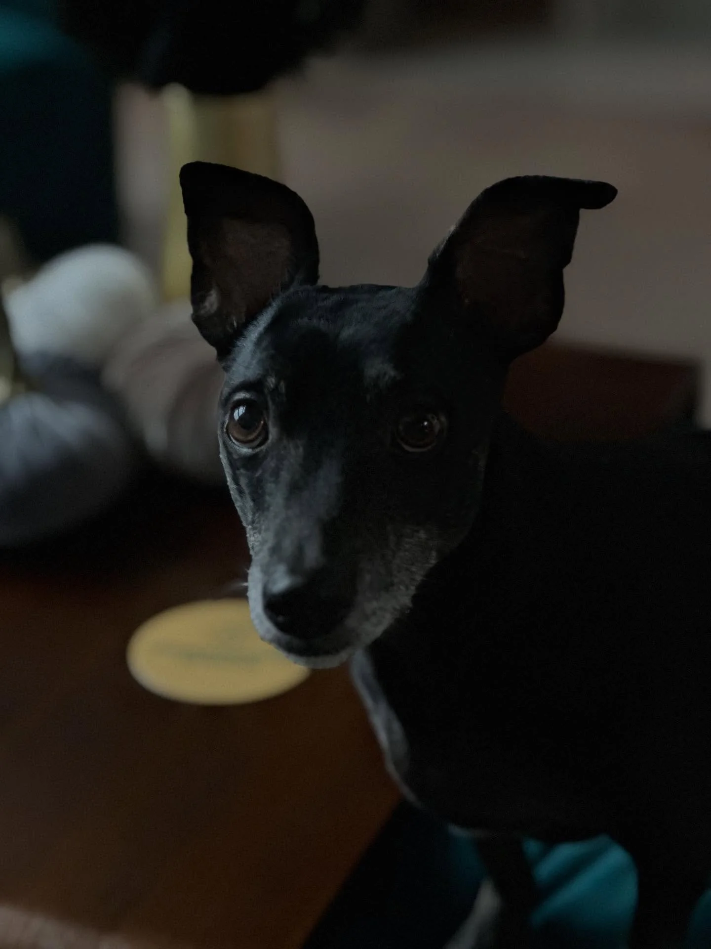 Today’s Creature Feature is Founder Dog Bubba. 
The biodiversity comes in the form of a party mix breed of all terrible, small, bitey types. Good for almost nothing except snuggles and stealing food off your plate, the Founder Dog Bubba can onl