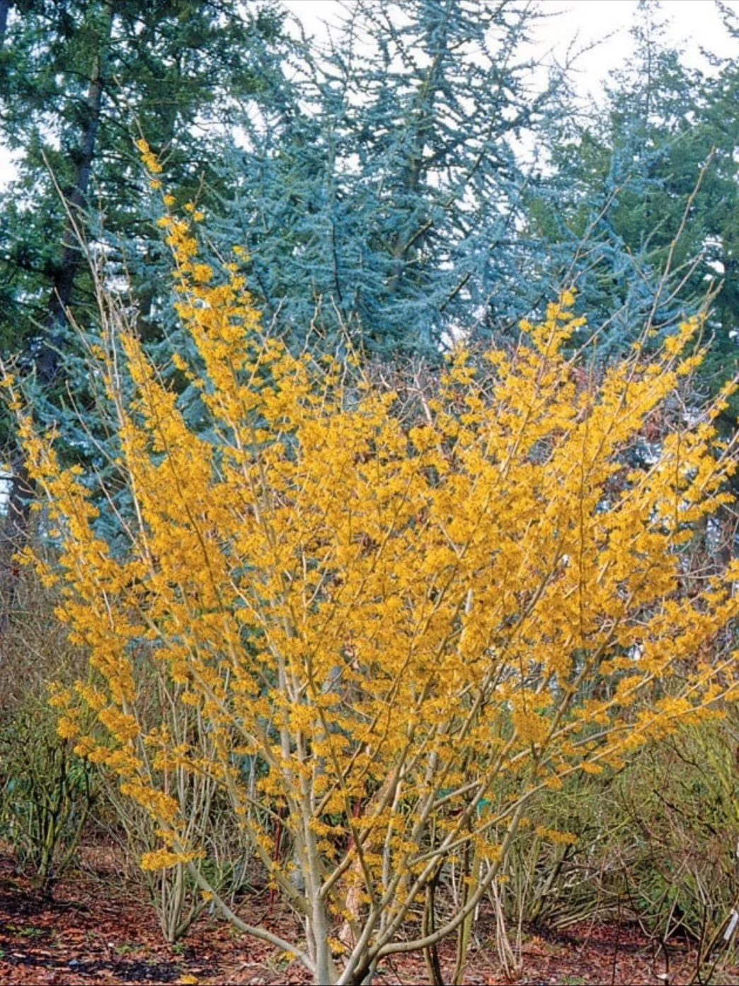 🌼 FLORA FRIDAY: Witch Hazel - Nature’s October Rebel!
While most plants are shutting down for winter, witch hazel is just getting started! This native shrub produces delicate, spidery yellow flowers in October and November, defying the season