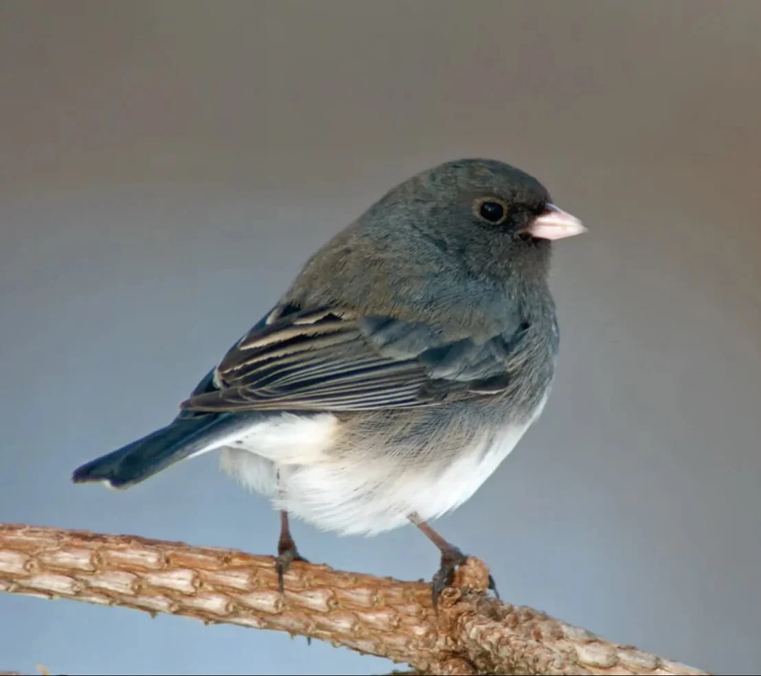 🐦 CREATURE FEATURE: The Dark-eyed Junco - Winter’s Welcome Committee!
They’re back! These charming “snowbirds” are arriving from northern breeding grounds right now, bringing their cheerful presence to feeders and forest floo