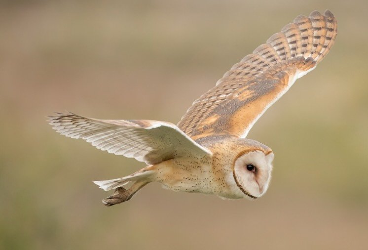 🦉 CREATURE FEATURE: The Barn Owl - Agriculture&rsquo;s Silent Ghost!
With Halloween approaching, meet one of the most helpful &ldquo;haunted&rdquo; residents of agricultural landscapes! Barn owls&rsquo; pale, heart-shaped faces and silent flight hav