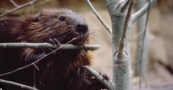 🦫 CREATURE FEATURE: The Beaver - Nature&rsquo;s Ultimate Engineer!
November finds beavers working overtime! These industrious rodents are in peak construction mode right now, reinforcing dams and lodges before winter freeze while stockpiling underwa