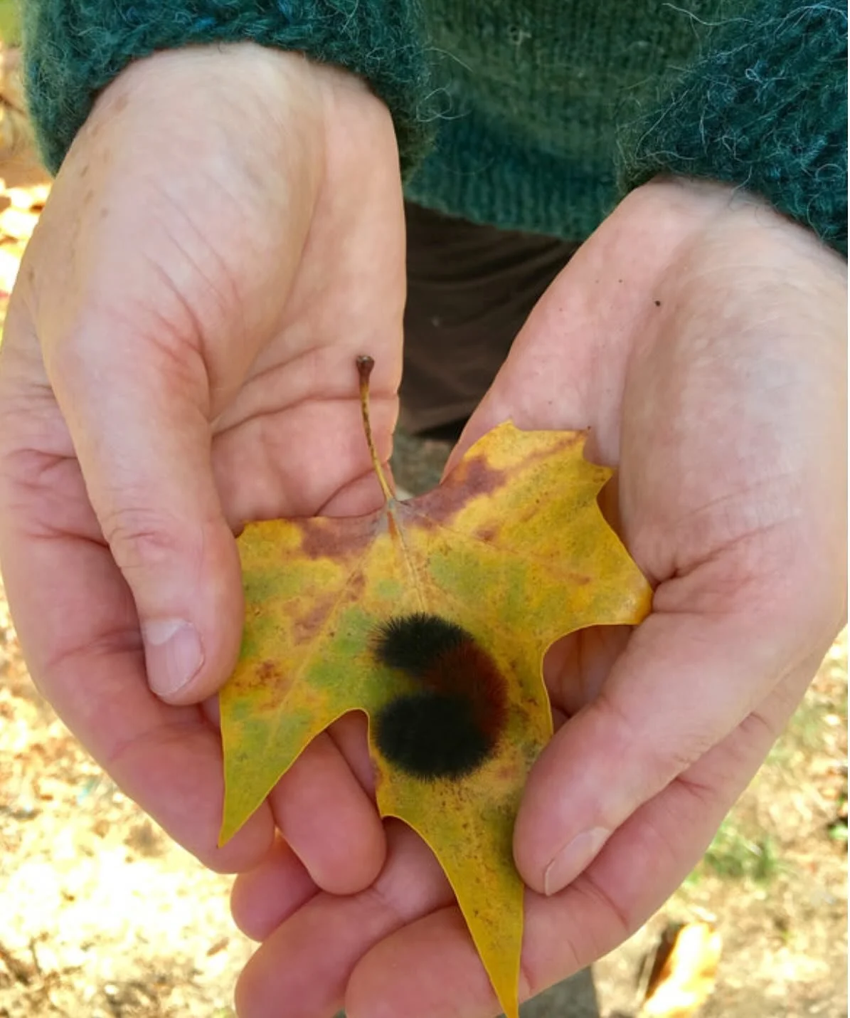 🐛 CREATURE FEATURE: The Woolly Bear - Winter&rsquo;s Fuzzy Forecaster!
These familiar fuzzy caterpillars are everywhere right now, racing across roads and sidewalks in search of shelter before the deep freeze. Woolly bears are the larvae of Isabella