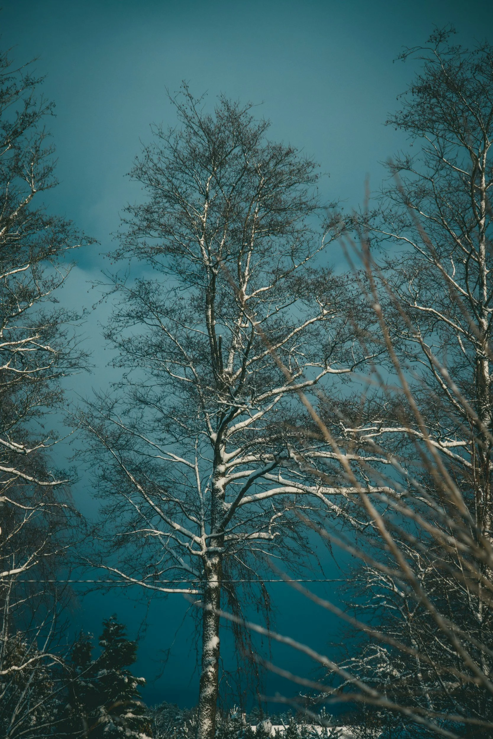 Bare winter trees on the Main Line, symbolizing seasonal slowing and nervous system regulation during winter.