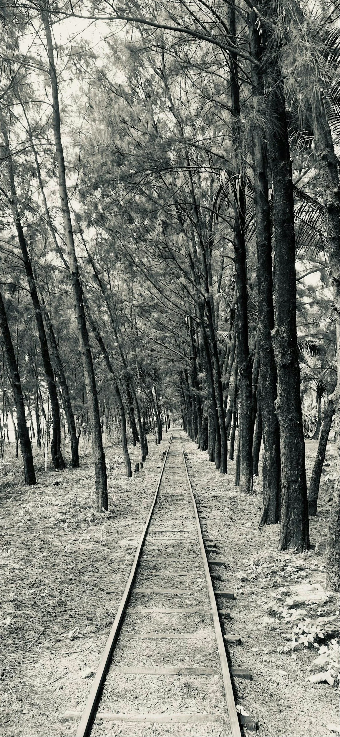 Tree-lined path in early spring representing nervous system regulation and grounding during seasonal change.