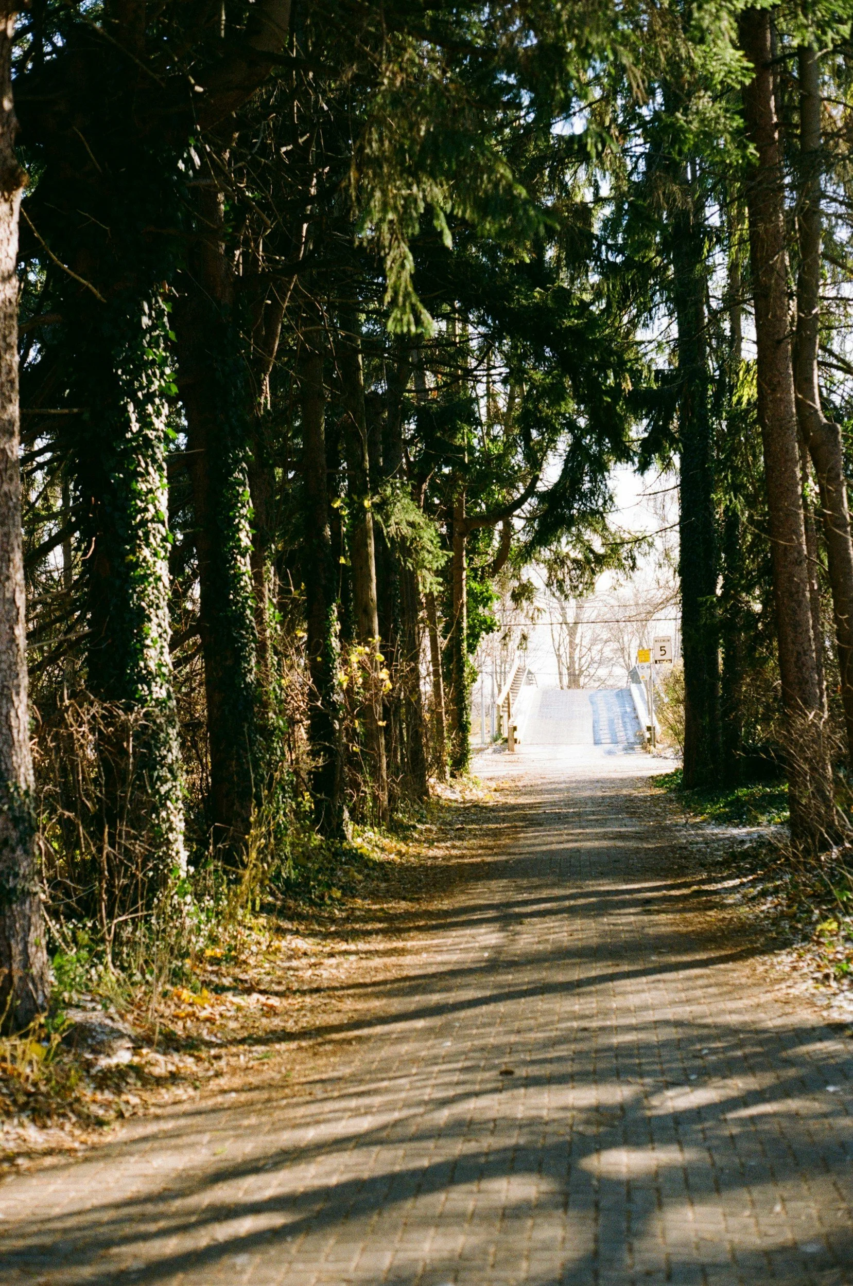 Tree-lined path with soft light ahead, representing nervous system regulation and gradual release during seasonal transition.