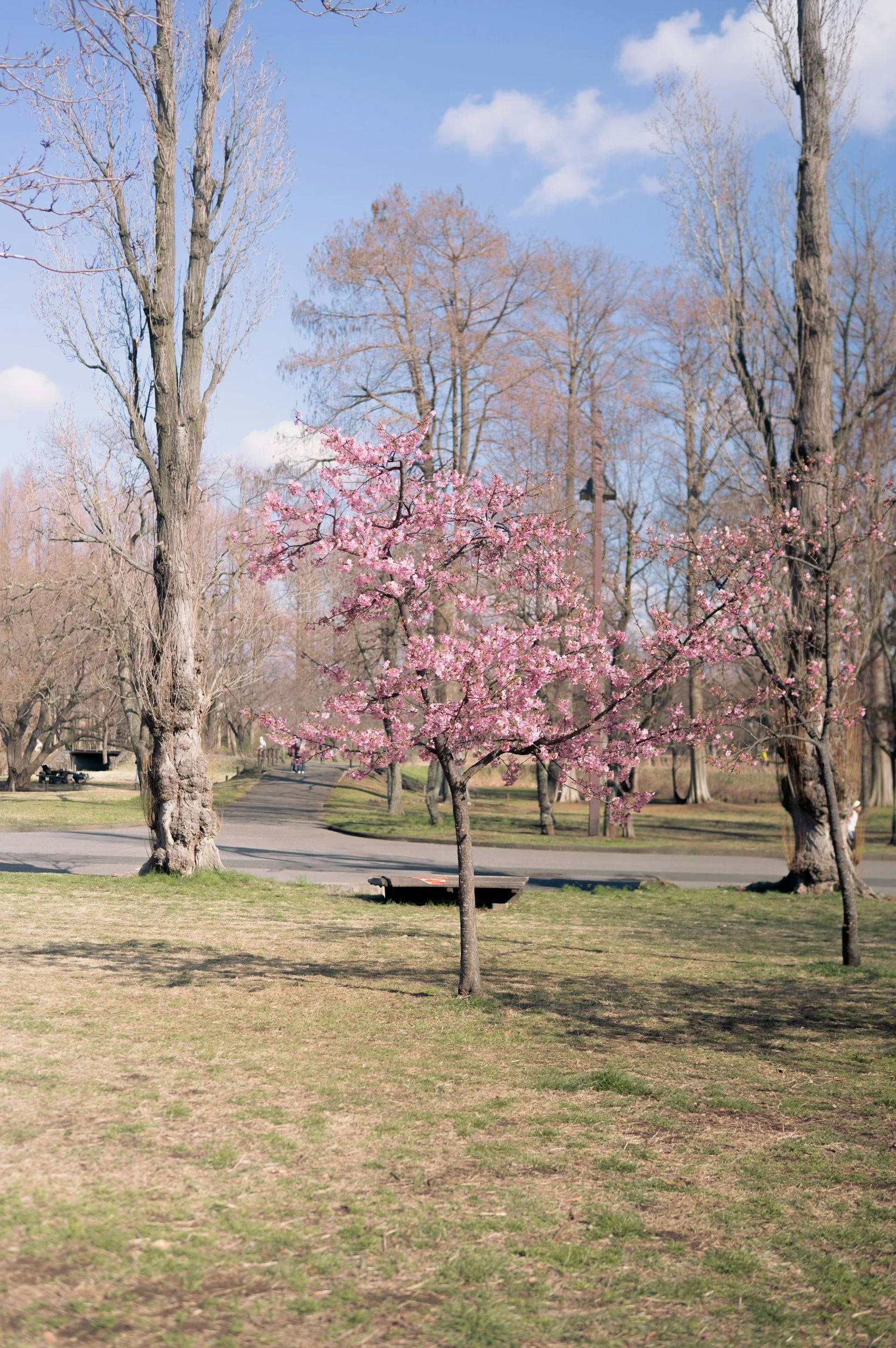 Small flowering tree in early spring, representing generational patterns and the possibility of growth with support.