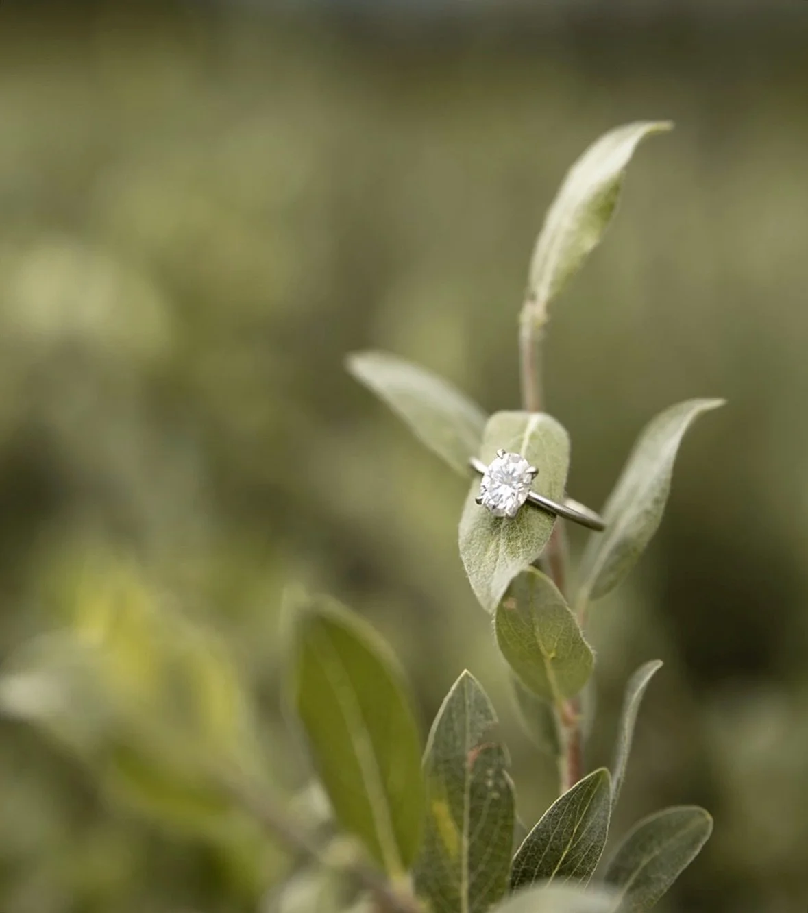 a moment for Haley&rsquo;s ring 💍 

#coloradobride #coloradoweddingphotographer #vailweddingphotographer #grandjunctionweddingphotographer #microweddingphotographer #westernslopecolorado #westernslopephotographer #ouraywedding #telluridewedding #sil