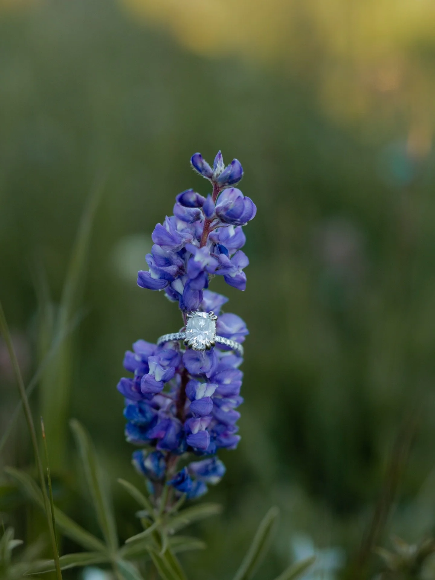 your ring in the wildflowers 🤝🏼 me

#coloradobride #coloradoweddingphotographer #vailweddingphotographer #grandjunctionweddingphotographer #microweddingphotographer #westernslopecolorado #westernslopephotographer #ouraywedding #telluridewedding #si