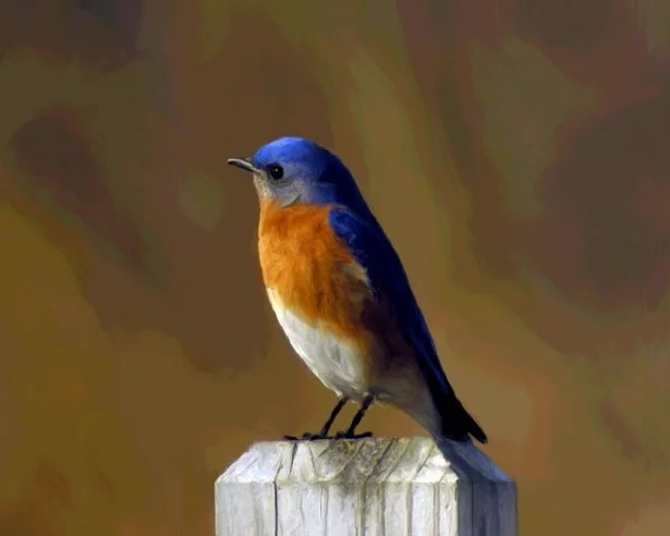 Chapter 1 of an old novel called “Bluebird”, but it has superpowers and a concussion, so that’s nice